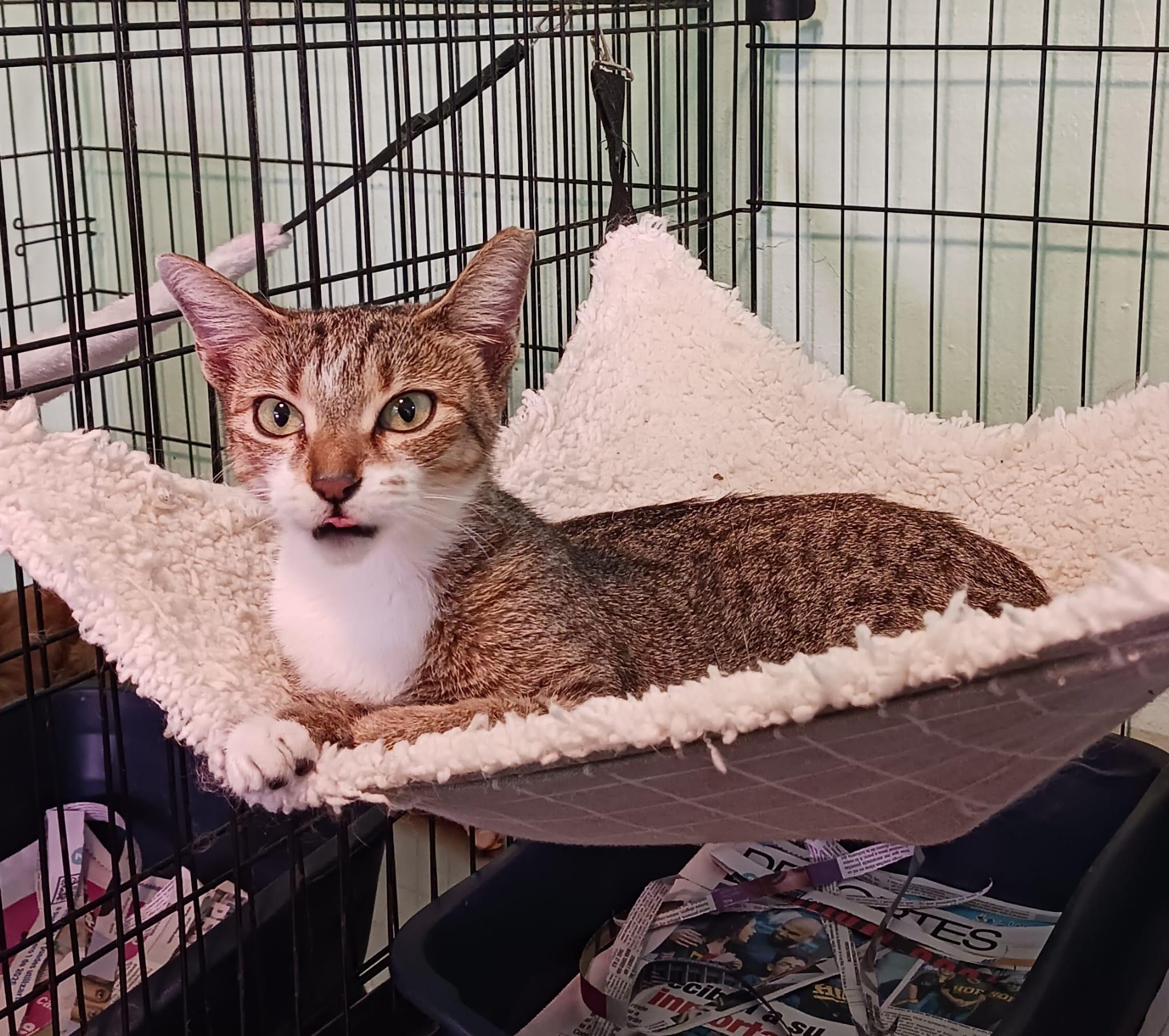 Enlarge Sarm, a Adoptable Domestic Short Hair in Manchester, NH image 2/6