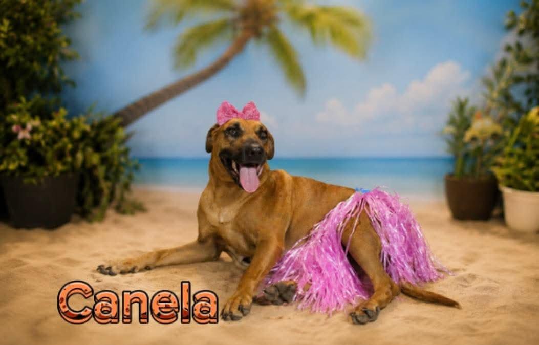 Enlarge Canela, a Adoptable mixed breed in Nashua, NH image 3/5