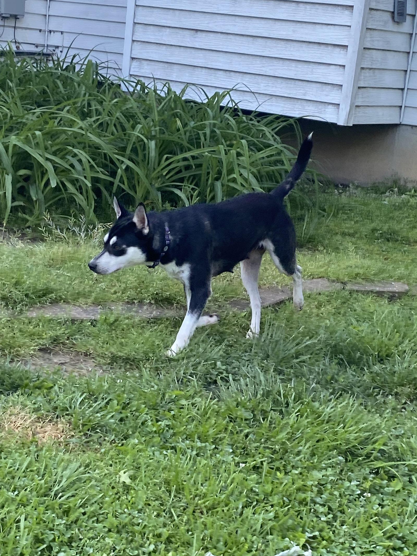 Gypsy, a Adopted Husky in Barnhart, MO image 1/3