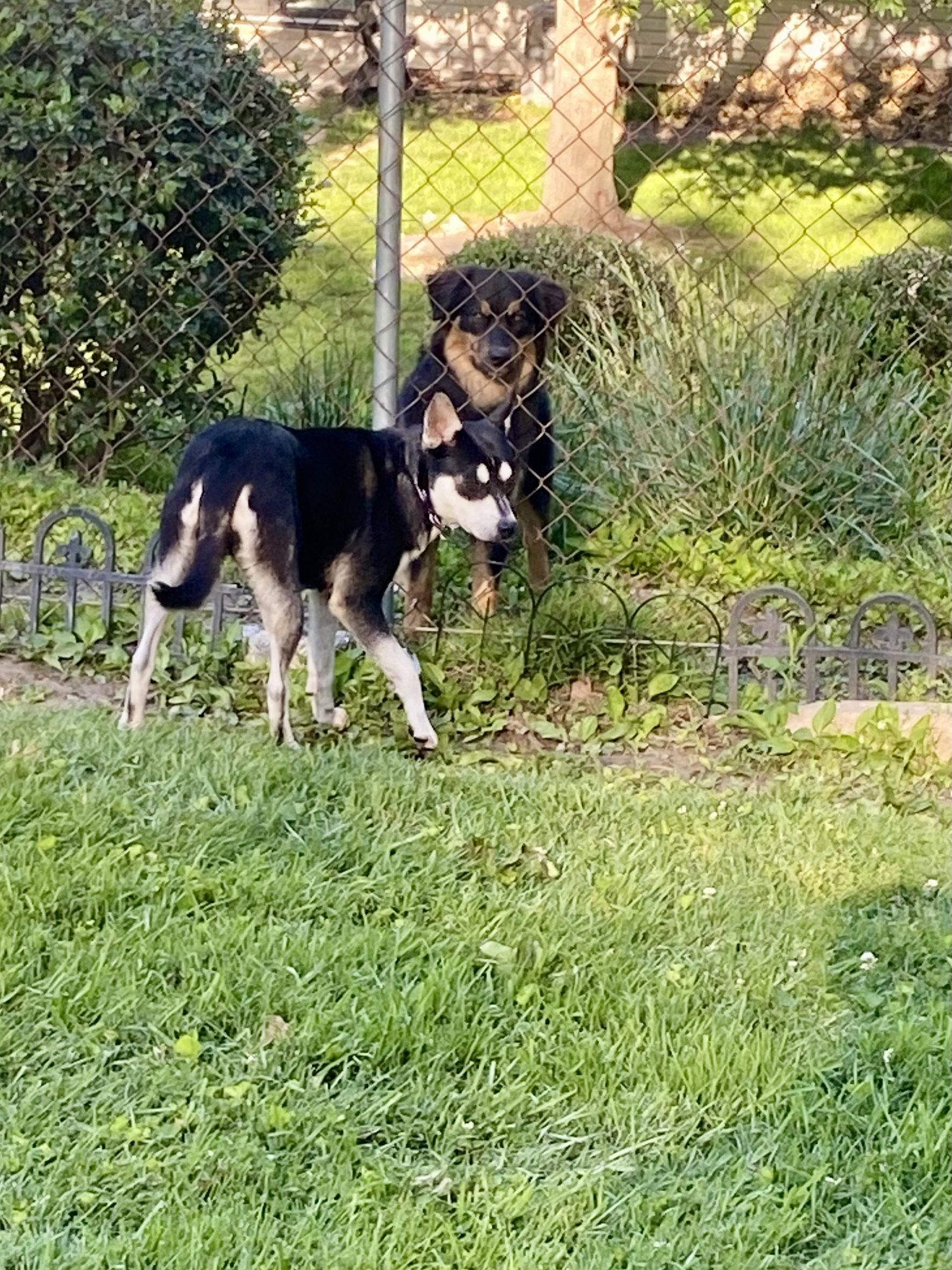 Gypsy, a Adopted Husky in Barnhart, MO image 2/3