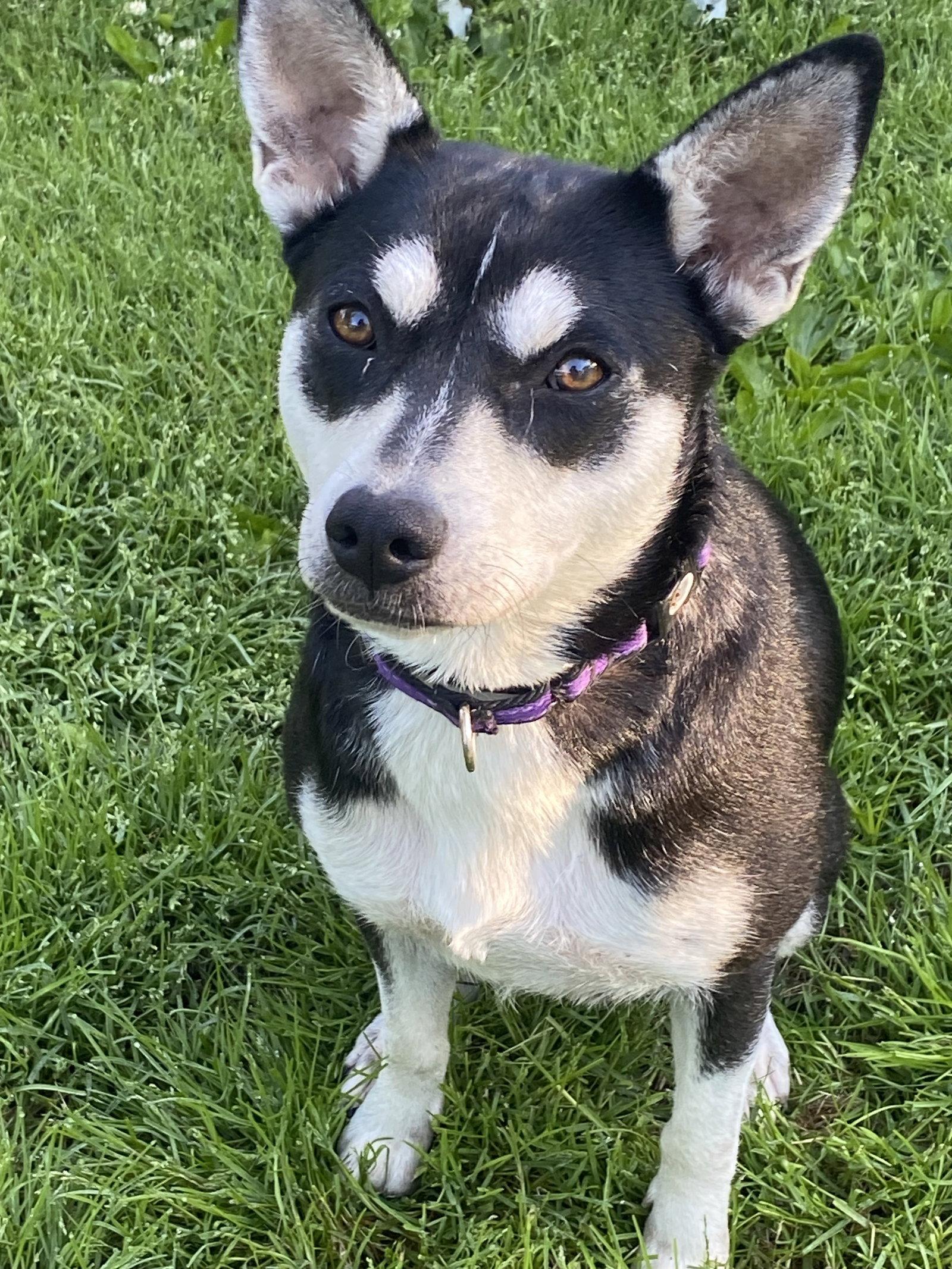 Gypsy, a Adopted Husky in Barnhart, MO image 3/3