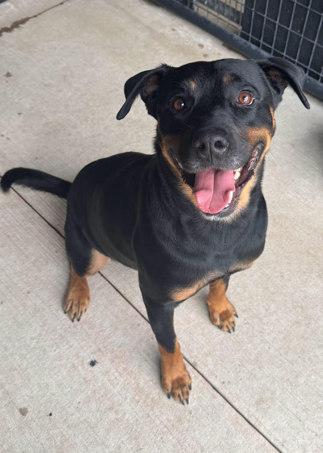 Archer, Adoptable, Young Male Rottweiler.