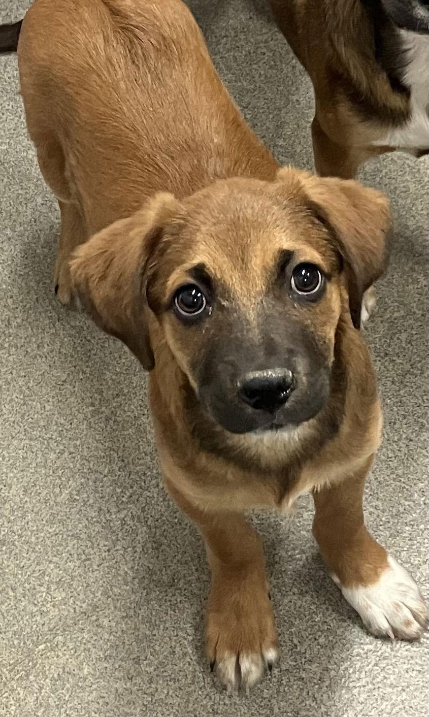 Enlarge Chip 4 months male, a Adopted Mixed Breed in Sterling, MA image 1/1