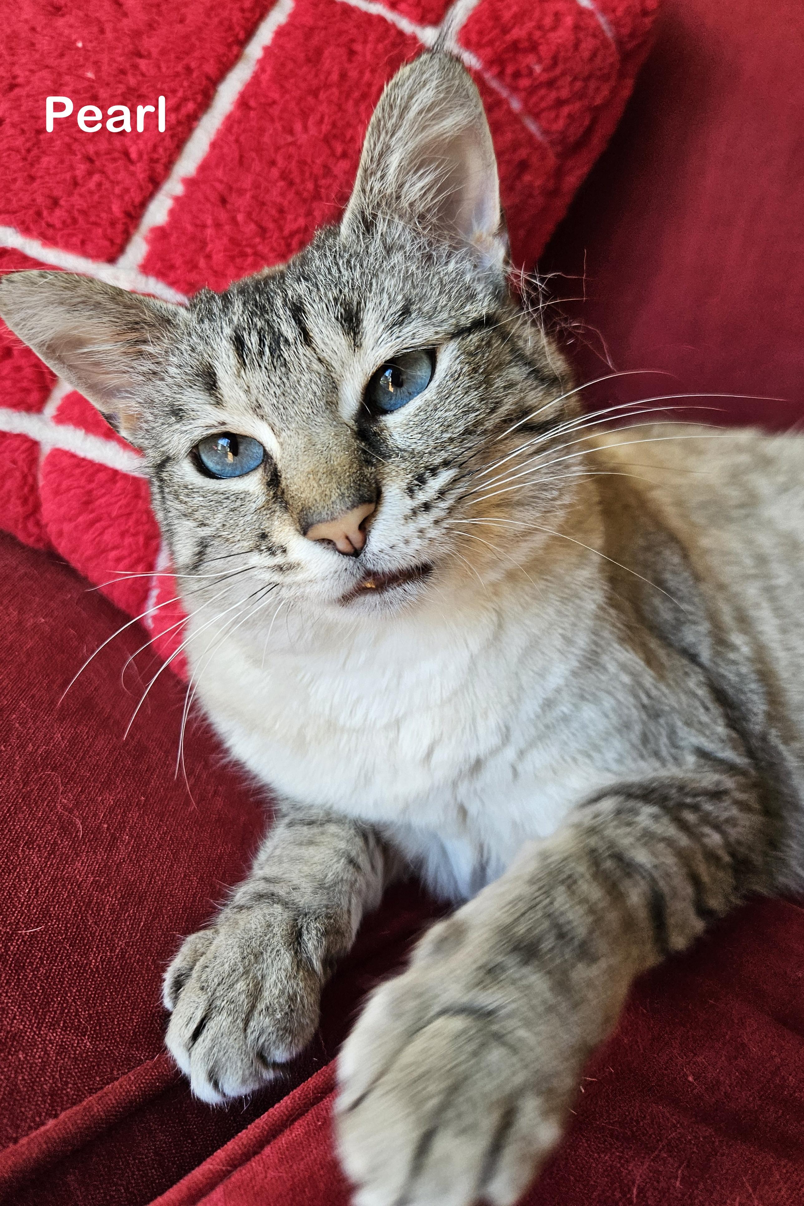 Pearl, Adoptable, Adult Female Siamese & Tabby.