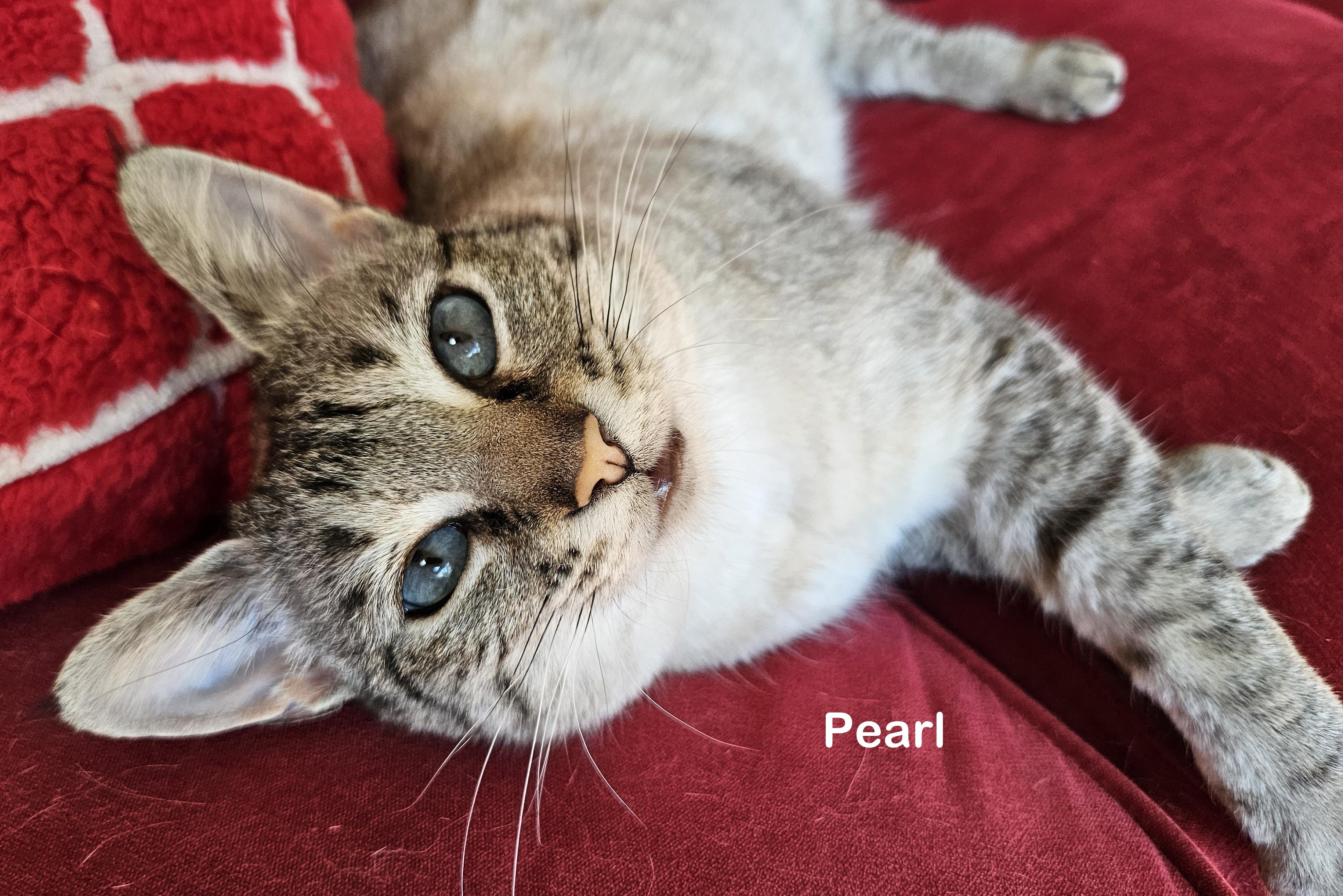 Pearl, a Adoptable mixed breed in Portland, OR image 2/2