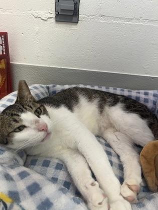 Twinkle, Adoptable, Adult Male Domestic Short Hair & Domestic Short Hair.