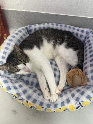 Twinkle, Adoptable, Adult Male Domestic Short Hair & Domestic Short Hair.