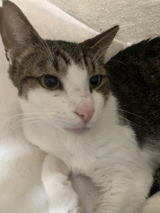 Twinkle, a Adoptable mixed breed in Largo, FL image 3/3
