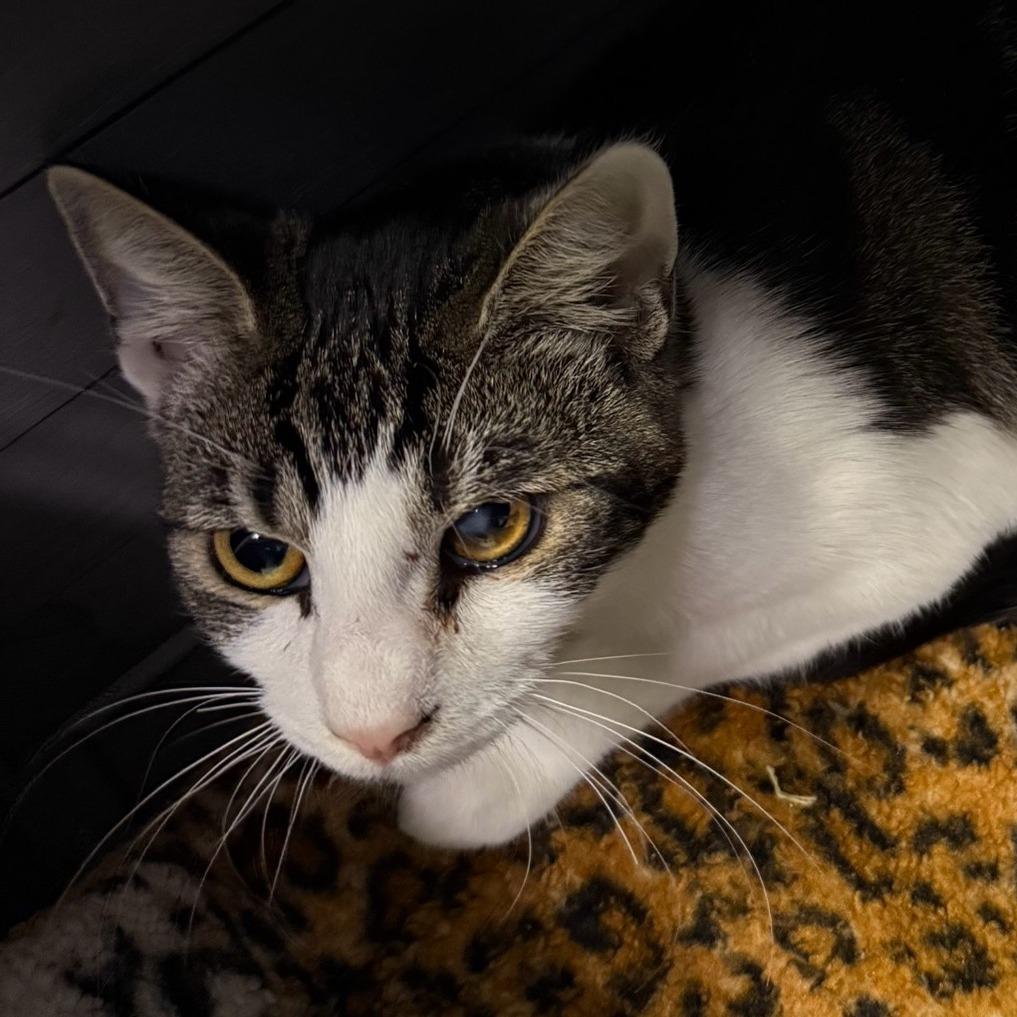 Greta, a Adoptable Domestic Short Hair in Fresno, CA image 1/3