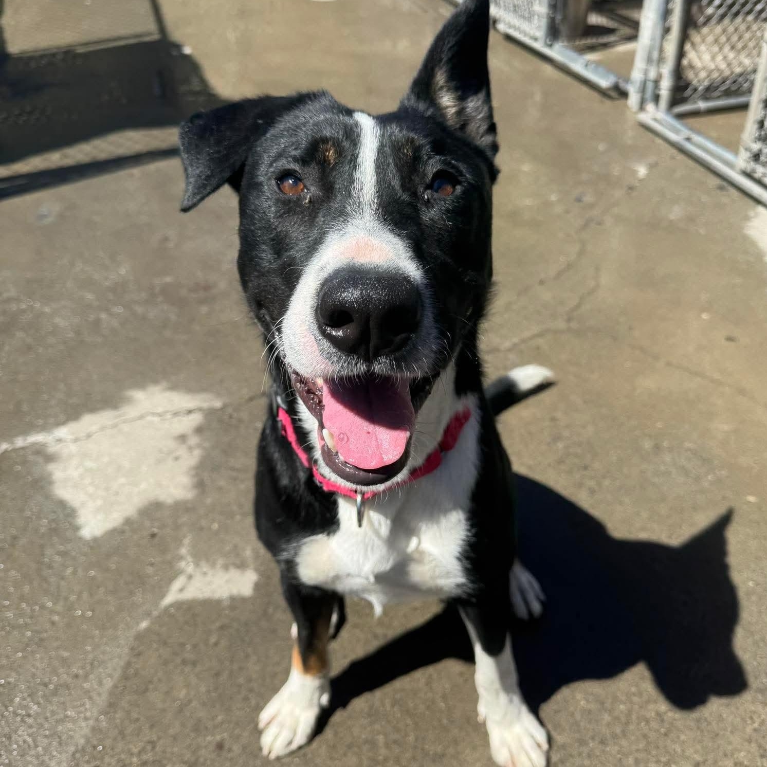 Dewey, an adoptable American Staffordshire Terrier in The Dalles, OR, 97058 | Photo Image 1