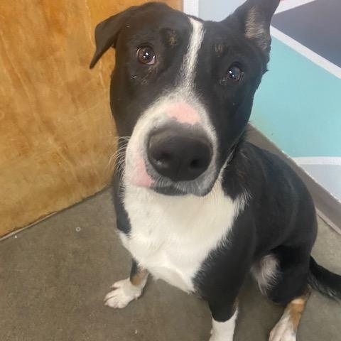 Dewey, an adoptable American Staffordshire Terrier in The Dalles, OR, 97058 | Photo Image 3