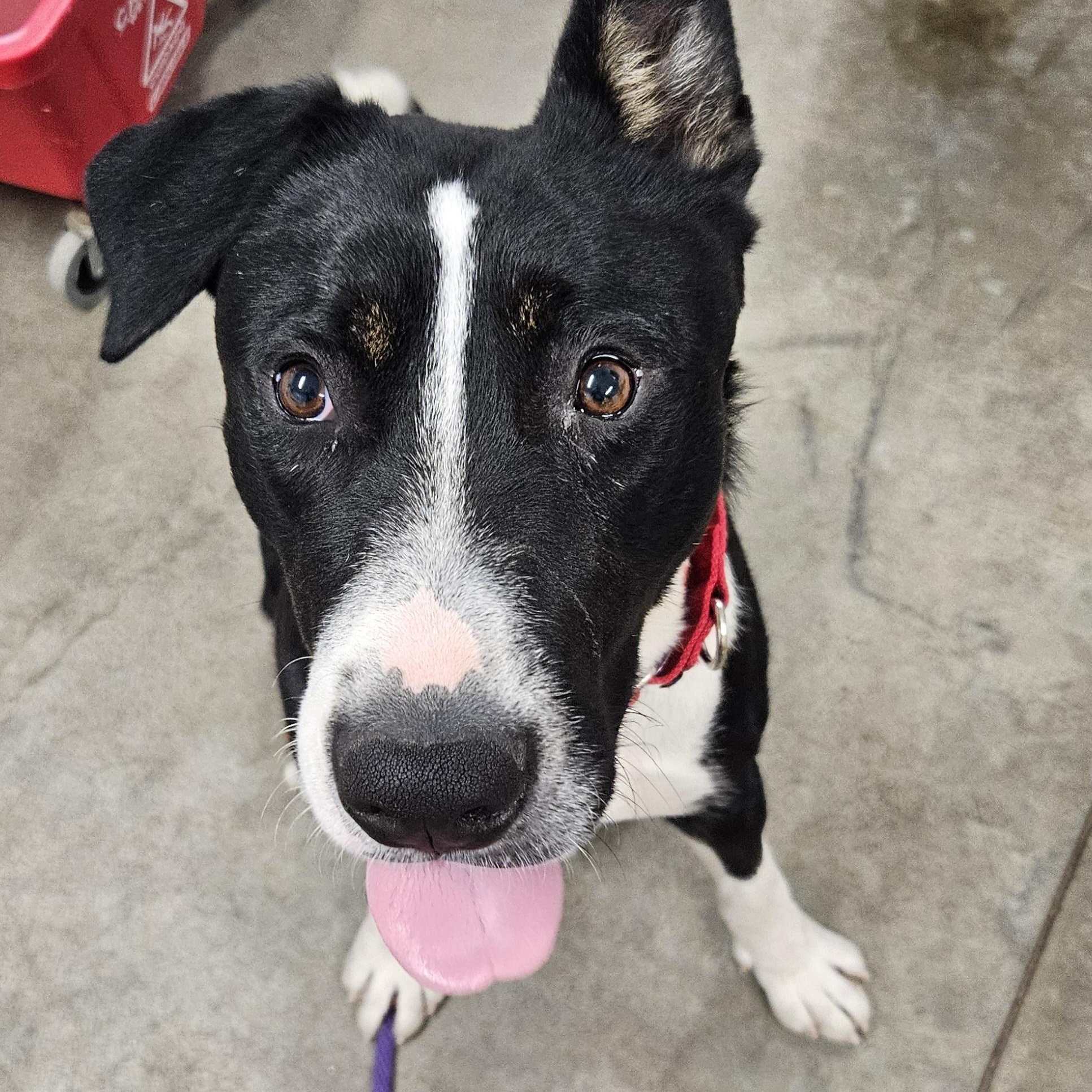 Dewey, an adoptable American Staffordshire Terrier in The Dalles, OR, 97058 | Photo Image 2