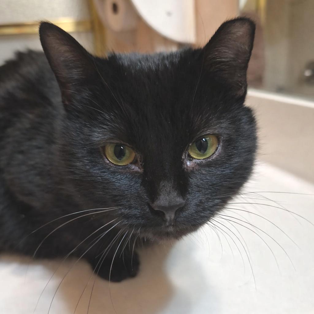 Enlarge Lilith, a Adoptable Domestic Short Hair in West Olive, MI image 1/6