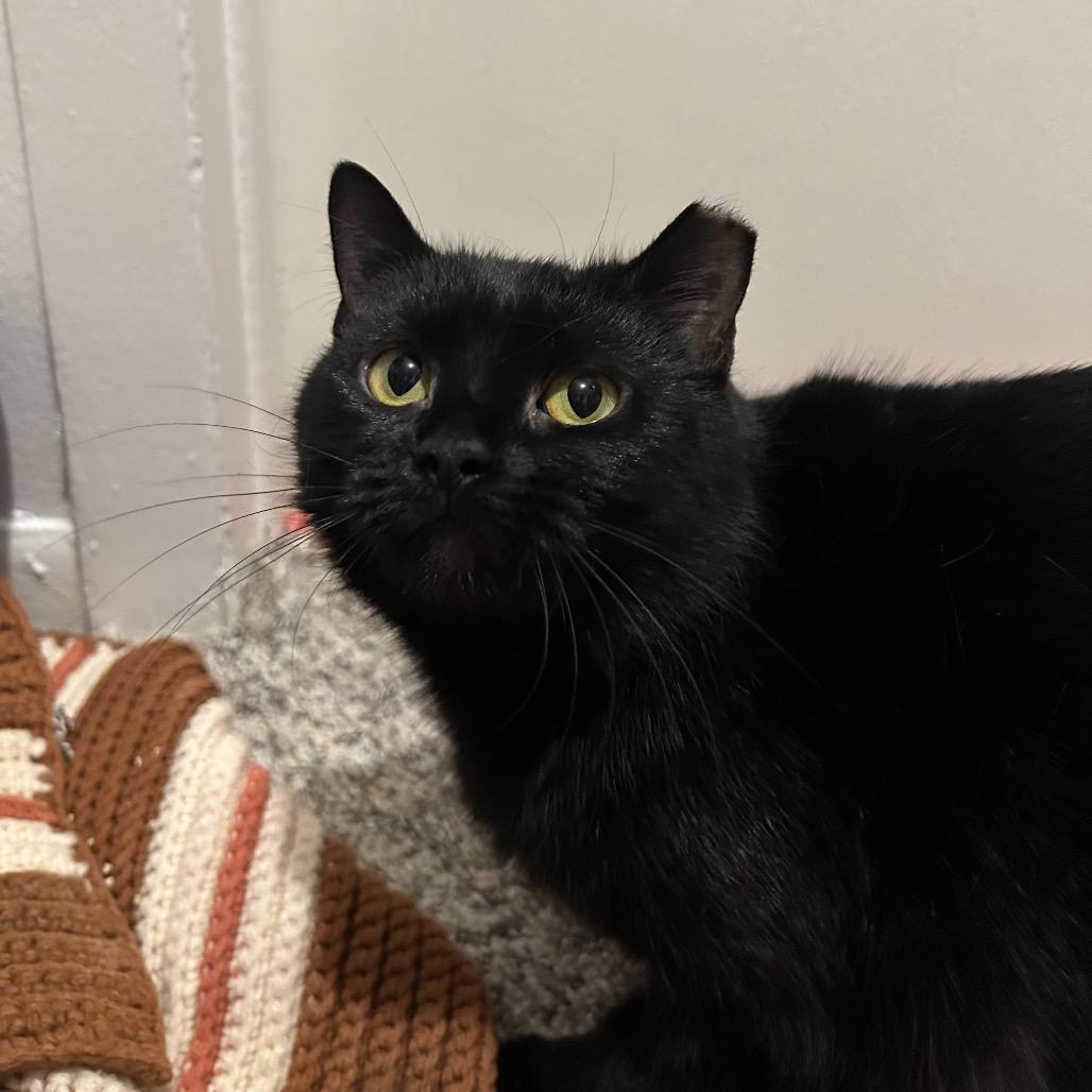 Enlarge Lilith, a Adoptable Domestic Short Hair in West Olive, MI image 2/6