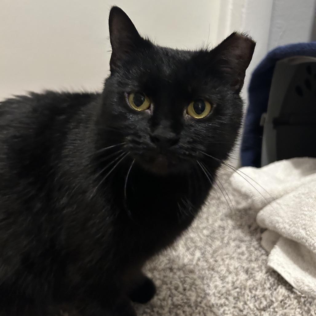 Enlarge Lilith, a Adoptable Domestic Short Hair in West Olive, MI image 3/6