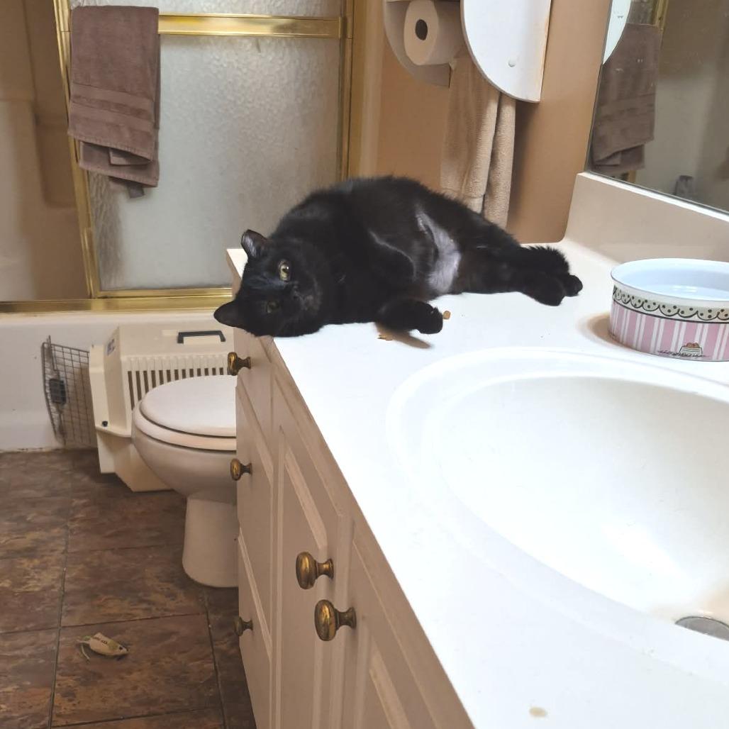 Enlarge Lilith, a Adoptable Domestic Short Hair in West Olive, MI image 4/6