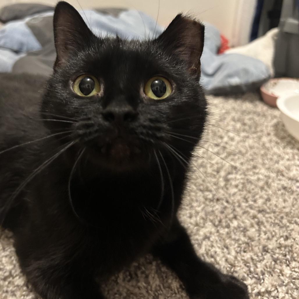 Enlarge Lilith, a Adoptable Domestic Short Hair in West Olive, MI image 5/6