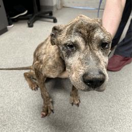 Duncan, Adoptable, Senior Male Terrier & Mixed Breed.