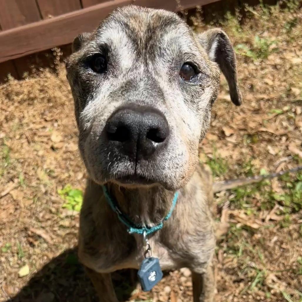 Duncan, a Adoptable mixed breed in Mooresville, NC image 3/6