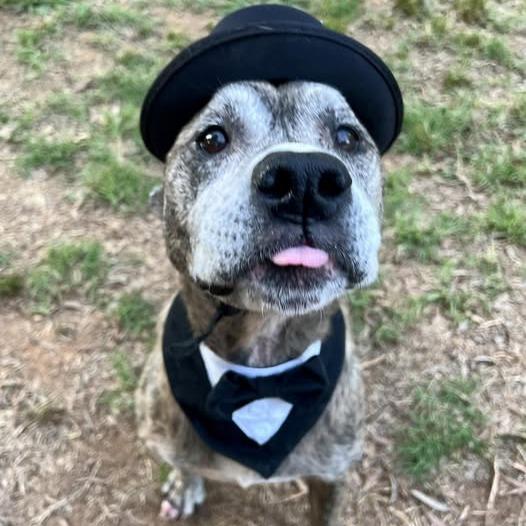 Duncan, a Adoptable mixed breed in Mooresville, NC image 4/6