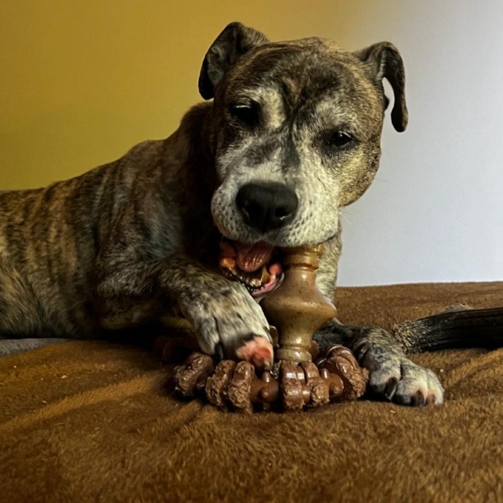Duncan, a Adoptable mixed breed in Mooresville, NC image 5/6