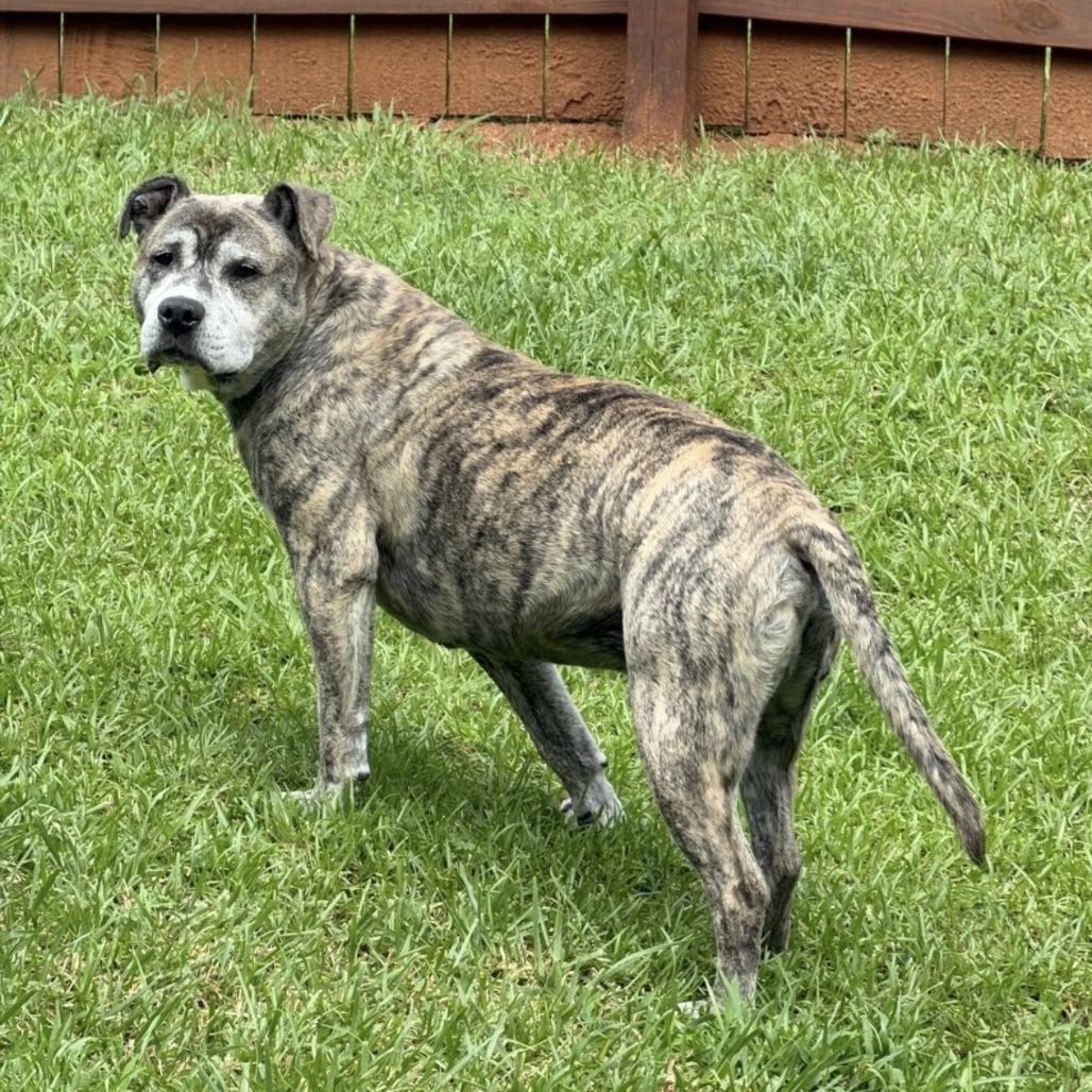 Duncan, a Adoptable mixed breed in Mooresville, NC image 6/6