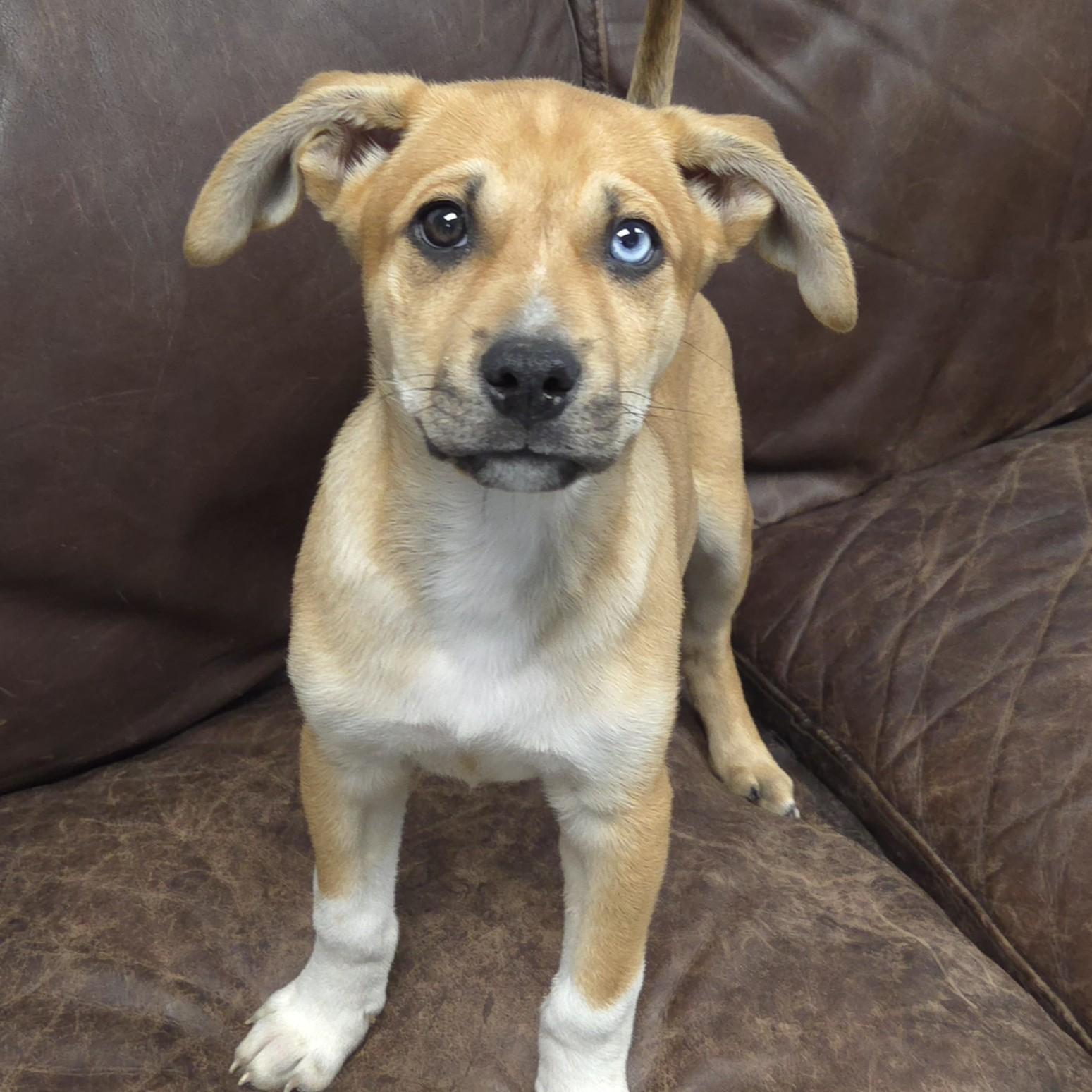 Enlarge Turquoise, an adopted Mixed Breed in Marshfield, WI image 1/5