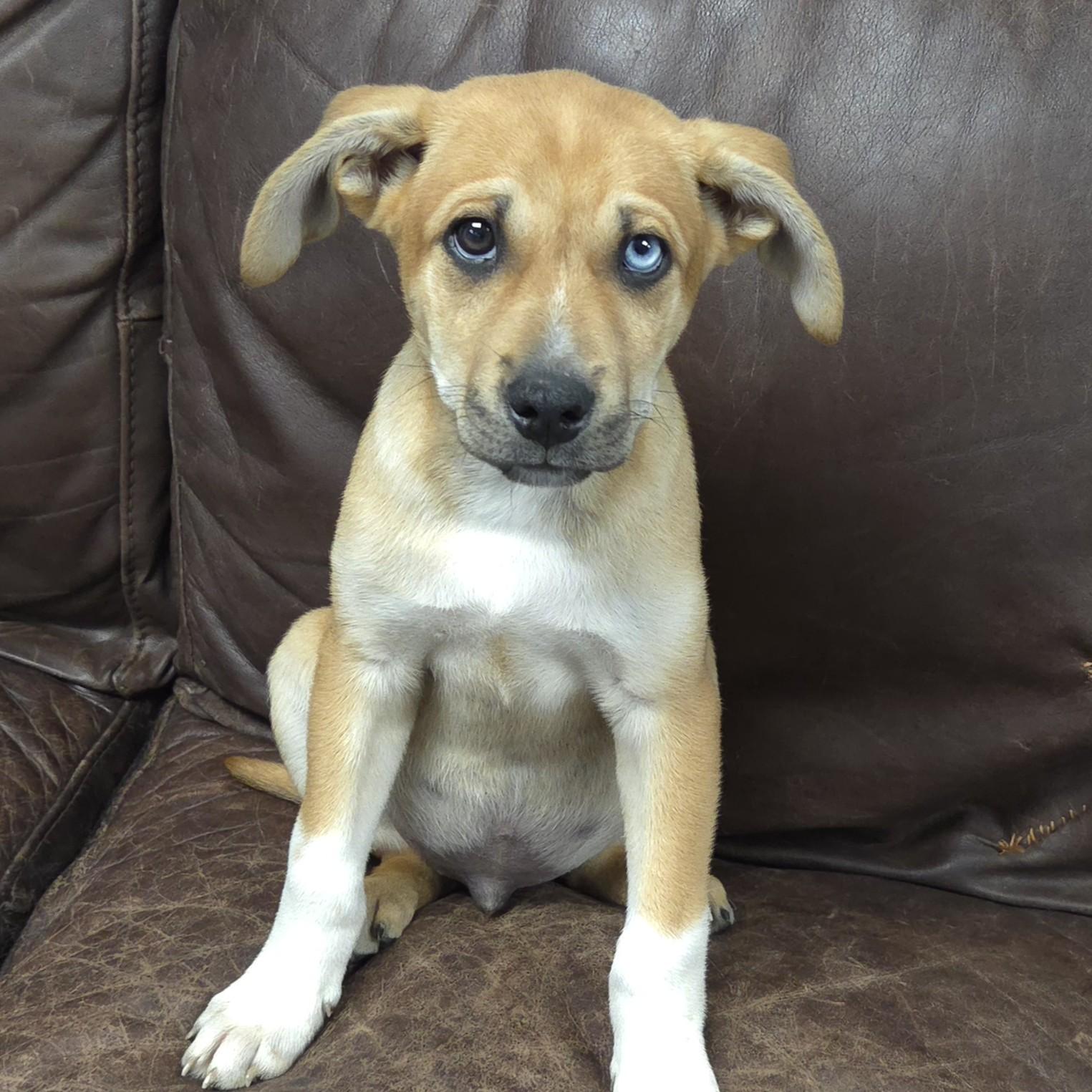 Enlarge Turquoise, an adopted Mixed Breed in Marshfield, WI image 4/5