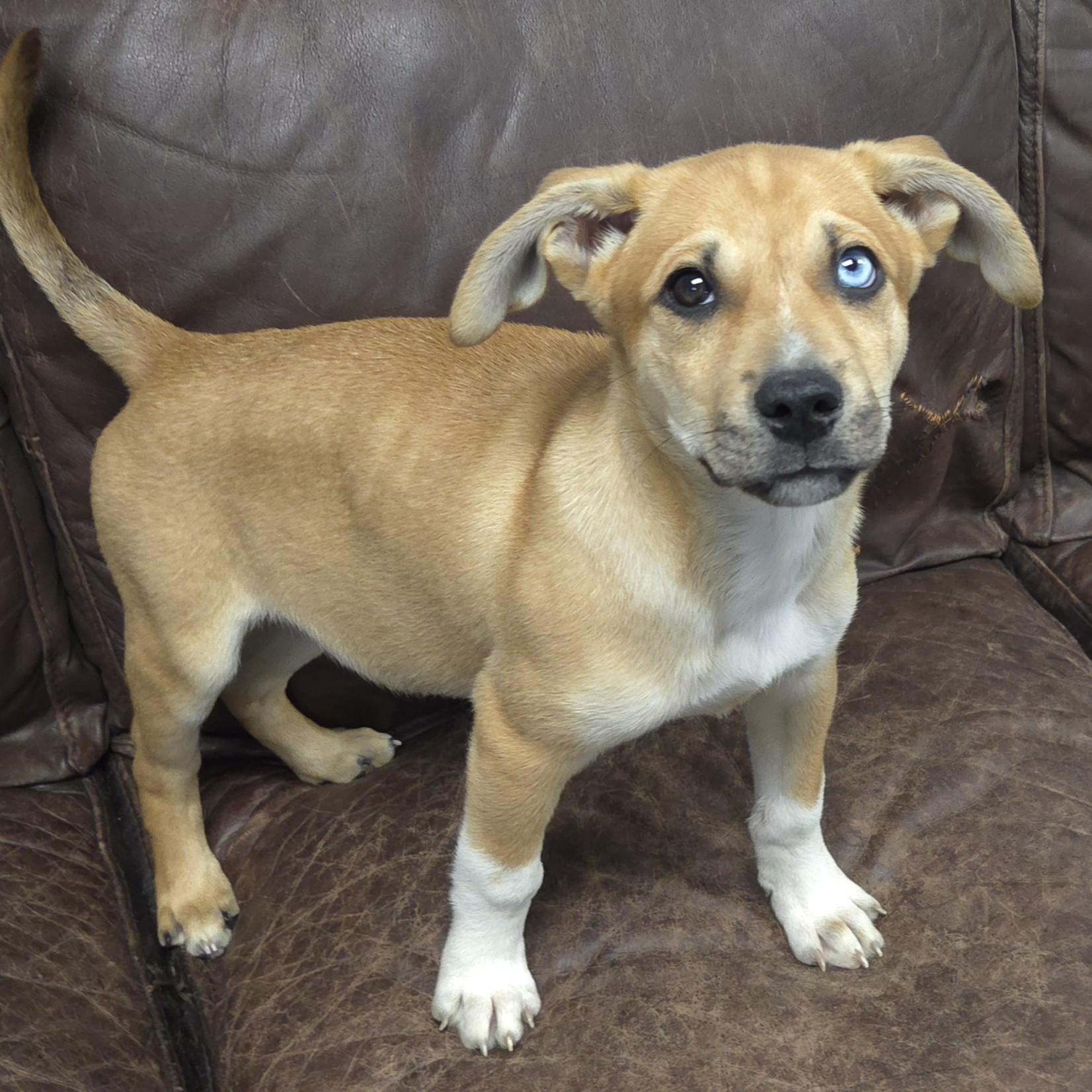 Enlarge Turquoise, an adopted Mixed Breed in Marshfield, WI image 2/5