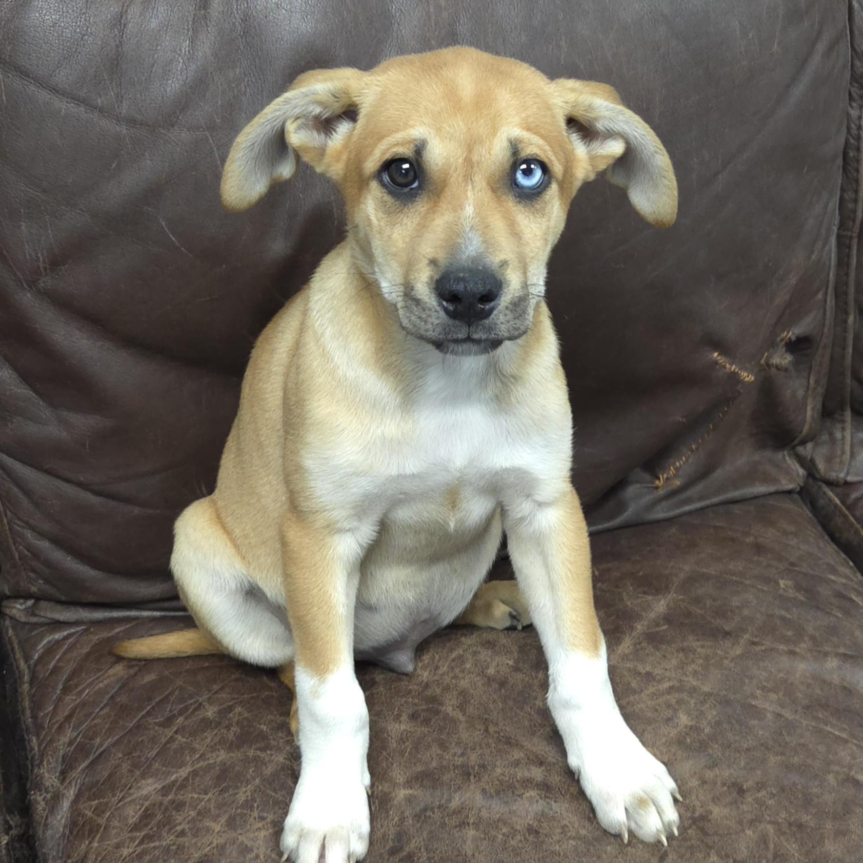 Enlarge Turquoise, an adopted Mixed Breed in Marshfield, WI image 3/5