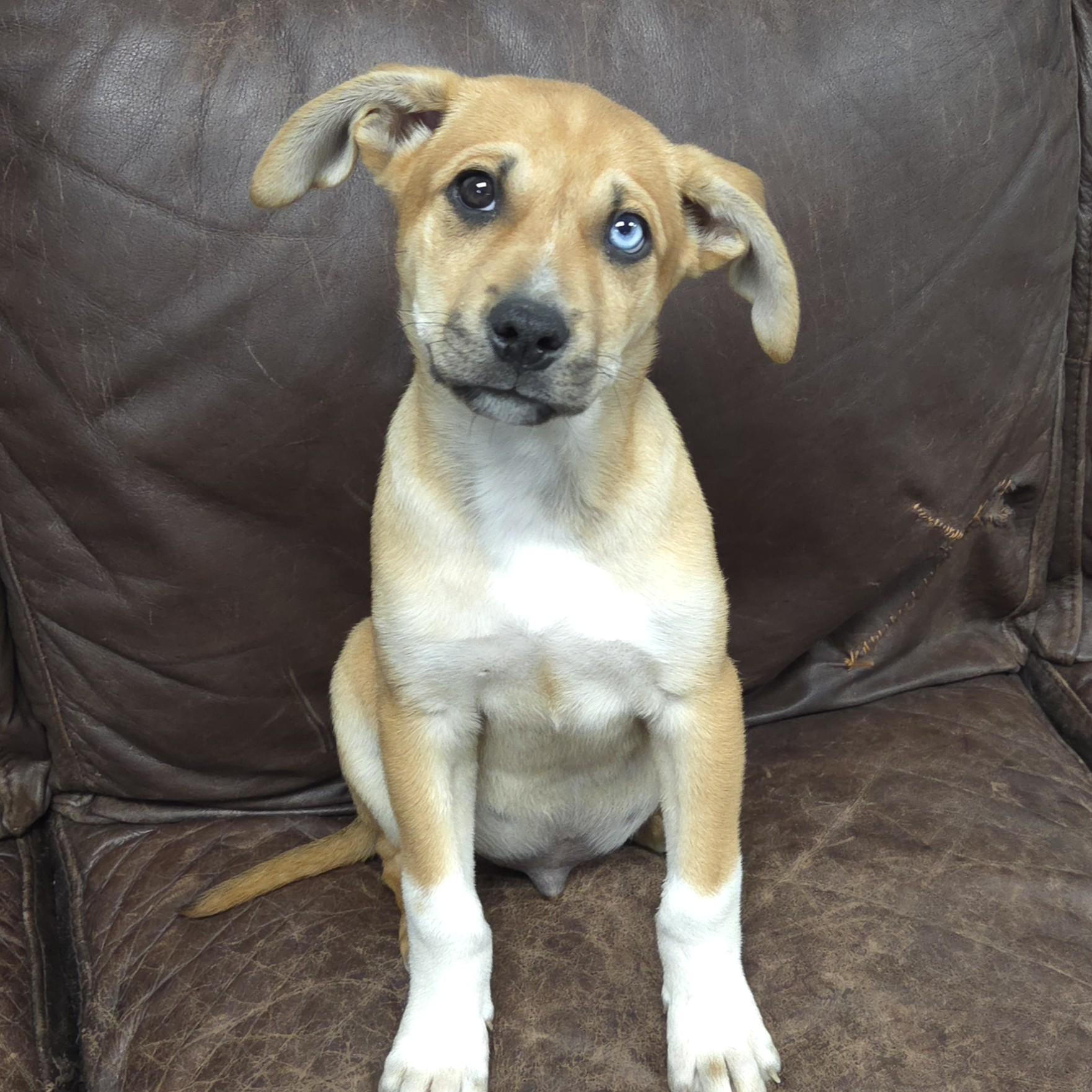 Enlarge Turquoise, an adopted Mixed Breed in Marshfield, WI image 5/5