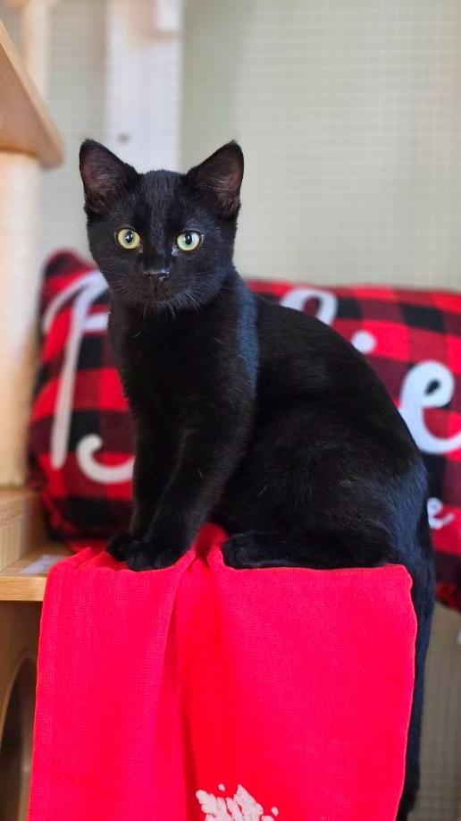 Enlarge Buddy, a ADOPTABLE mixed breed in Beaverton, OR image 2/2