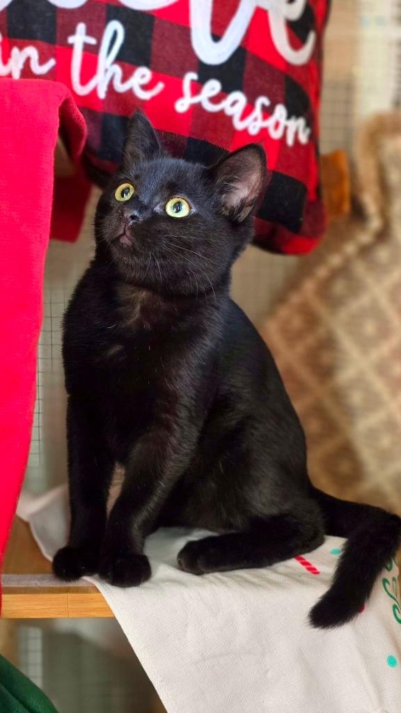 Buddy, ADOPTABLE, Kitten Male Bombay & Domestic Short Hair.