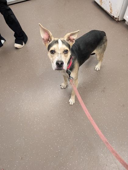 Enlarge Nora, a Adoptable mixed breed in South Bend, IN image 1/1