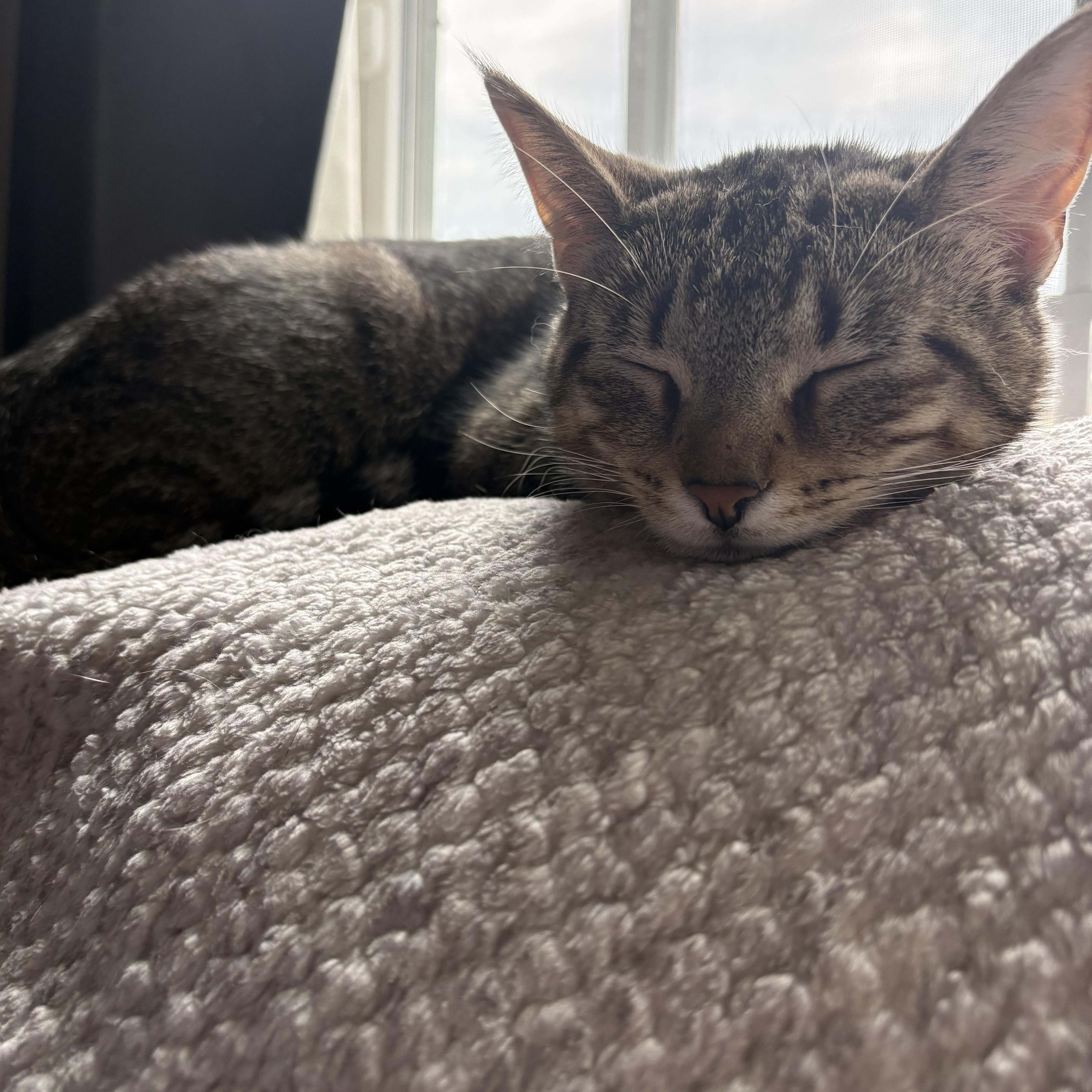 Enlarge Beef, a Adopted Domestic Short Hair in Morgantown, WV image 3/4