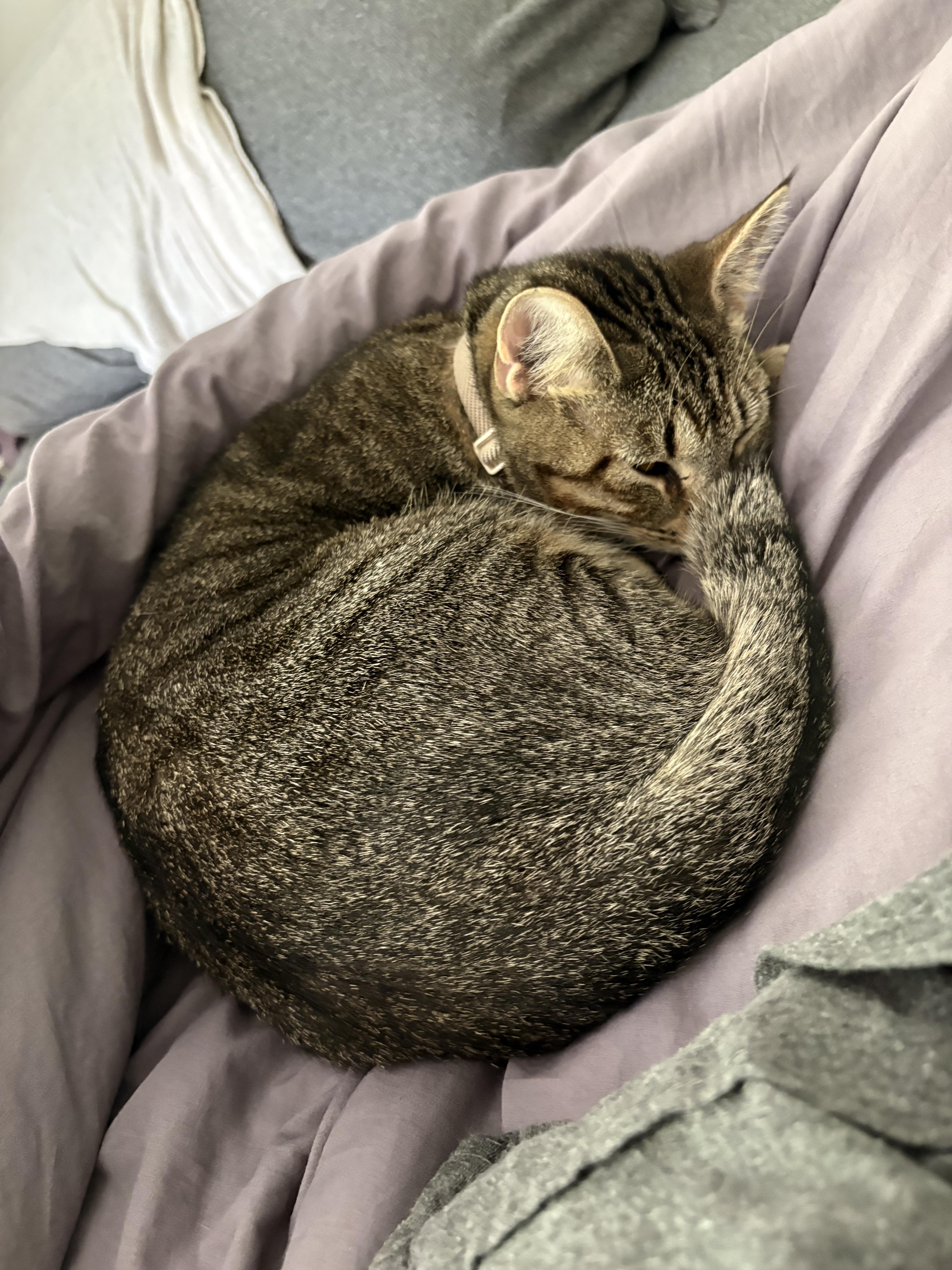 Enlarge Beef, a Adopted Domestic Short Hair in Morgantown, WV image 4/4