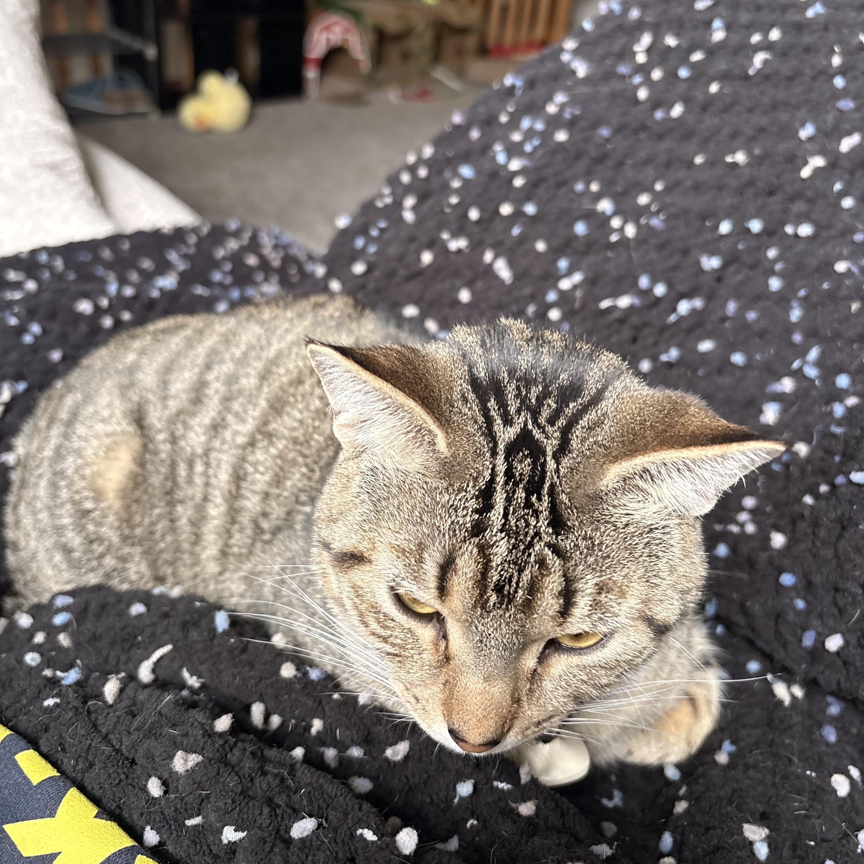 Enlarge Beef, a Adopted Domestic Short Hair in Morgantown, WV image 2/4