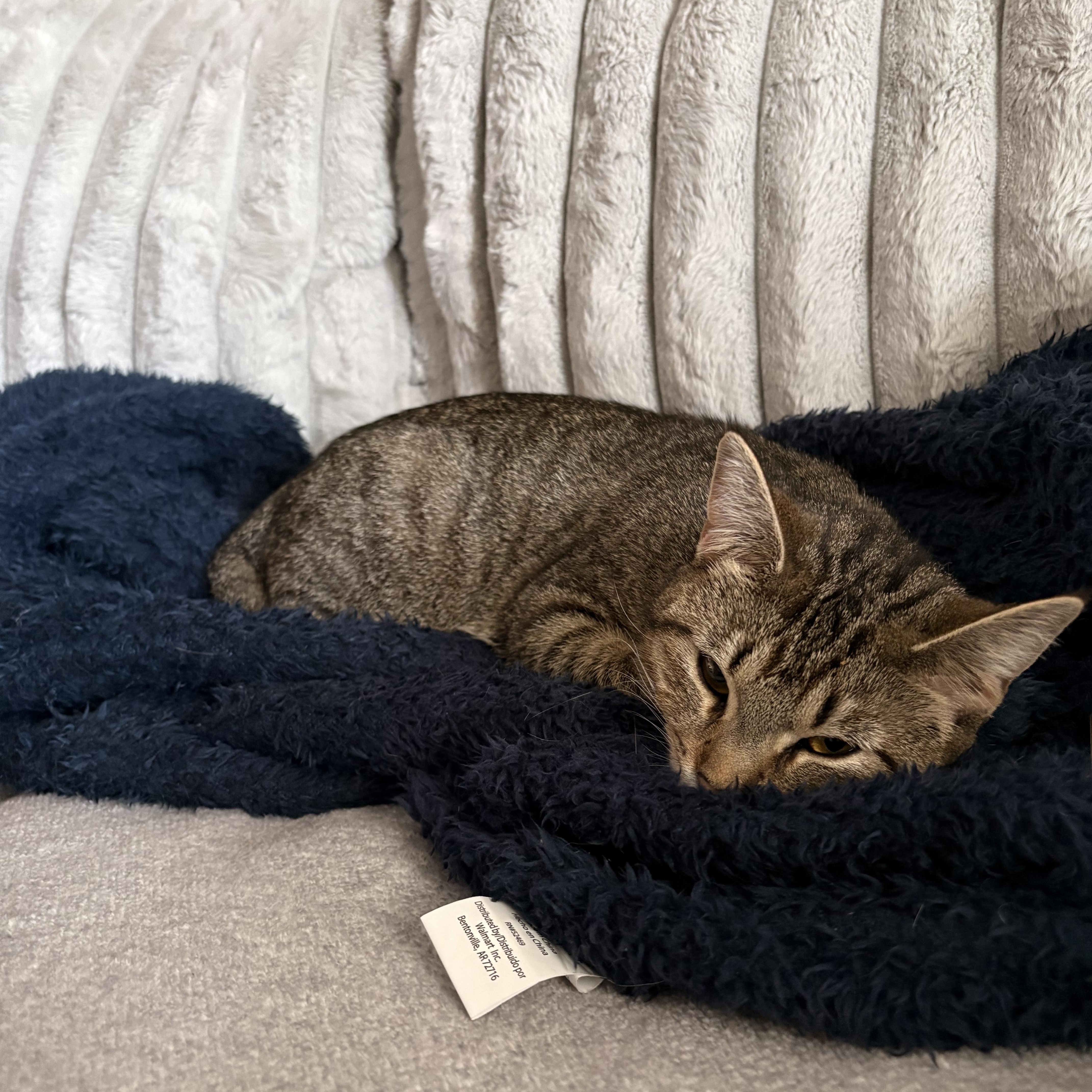 Enlarge Beef, a Adopted Domestic Short Hair in Morgantown, WV image 1/4