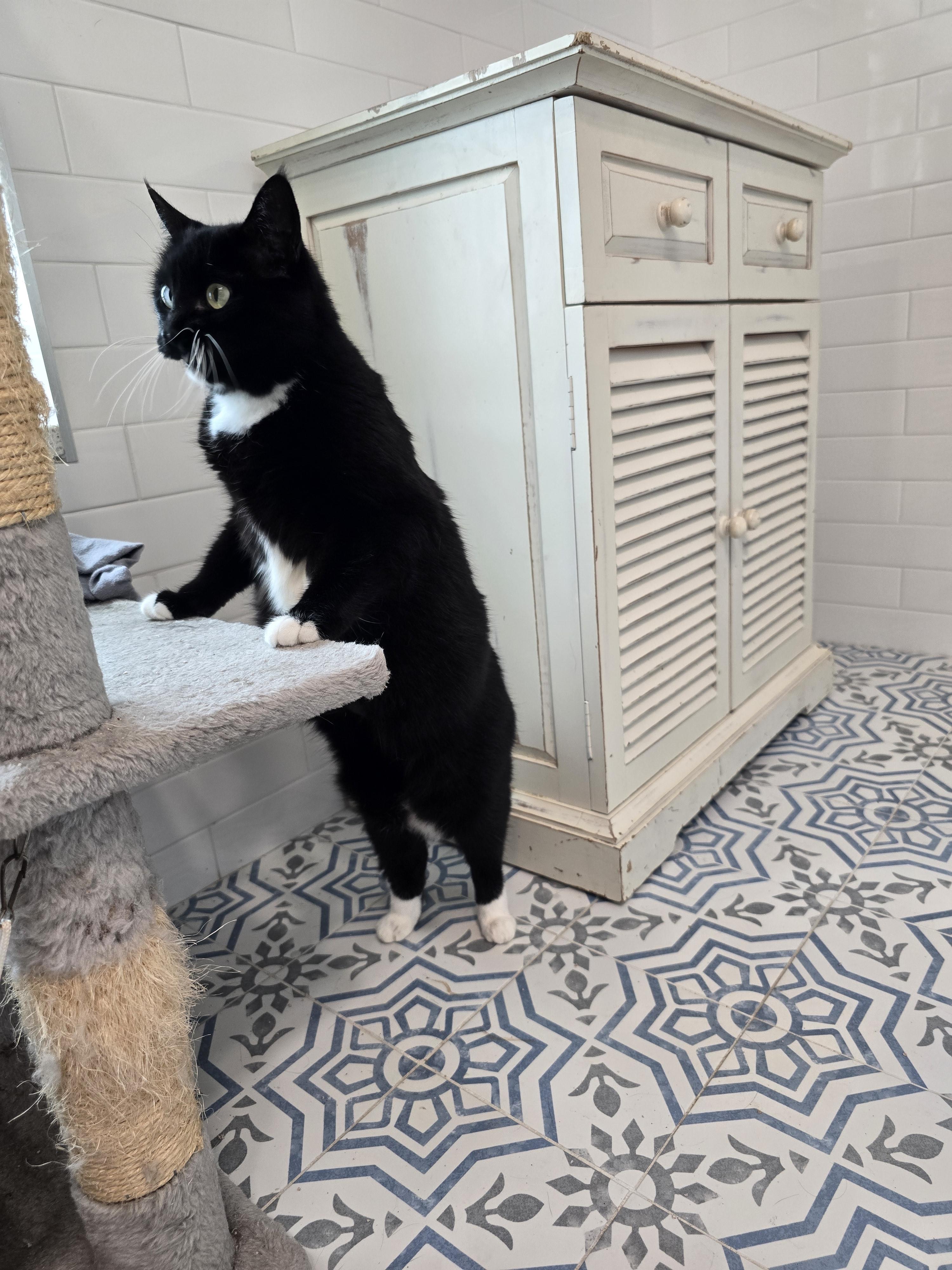 Chibi, Adoptable, Adult Female Domestic Medium Hair.