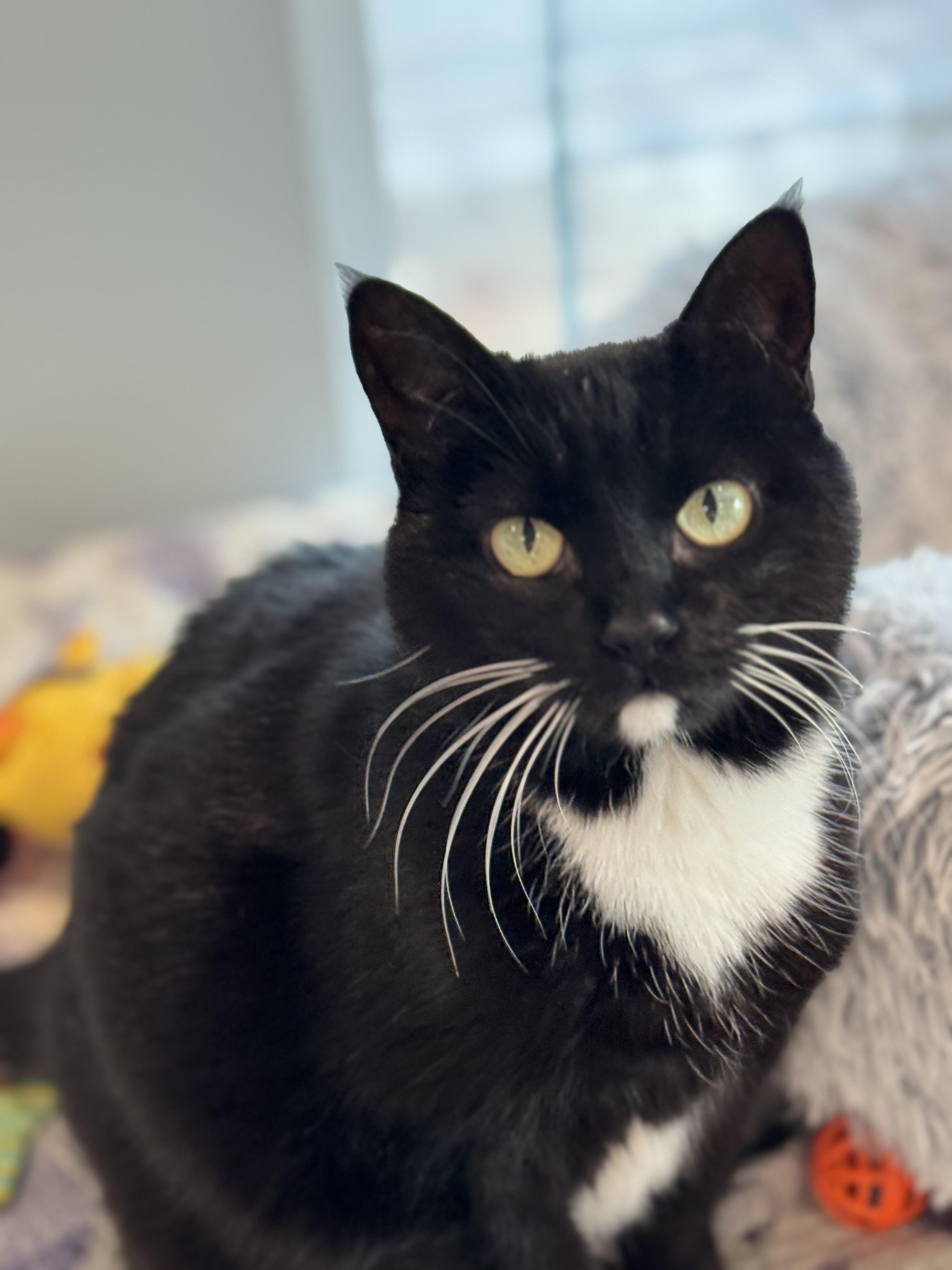 Chibi, Adoptable, Adult Female Domestic Medium Hair.