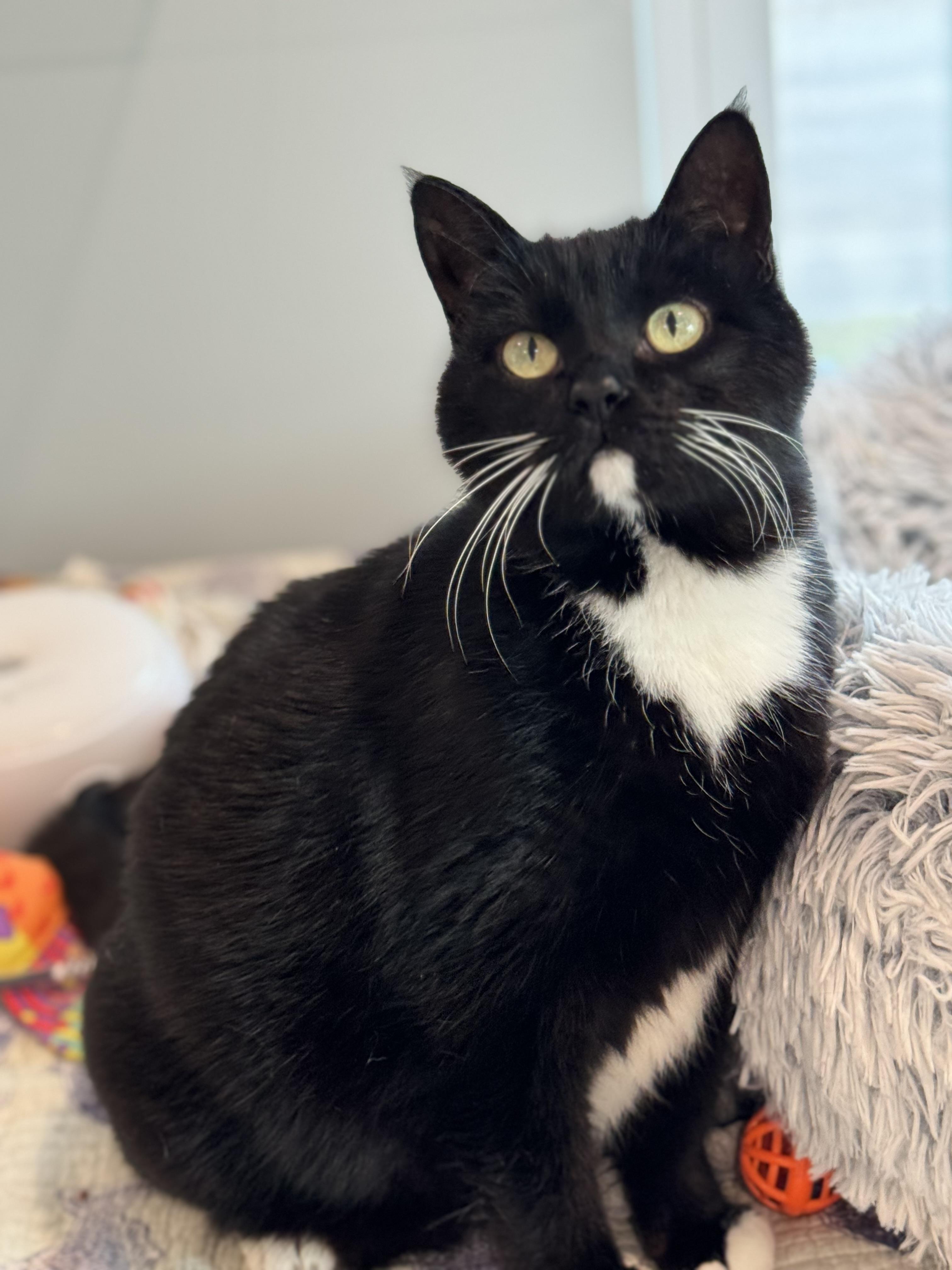 Enlarge Chibi, a Adoptable mixed breed in St Petersburg, FL image 2/6