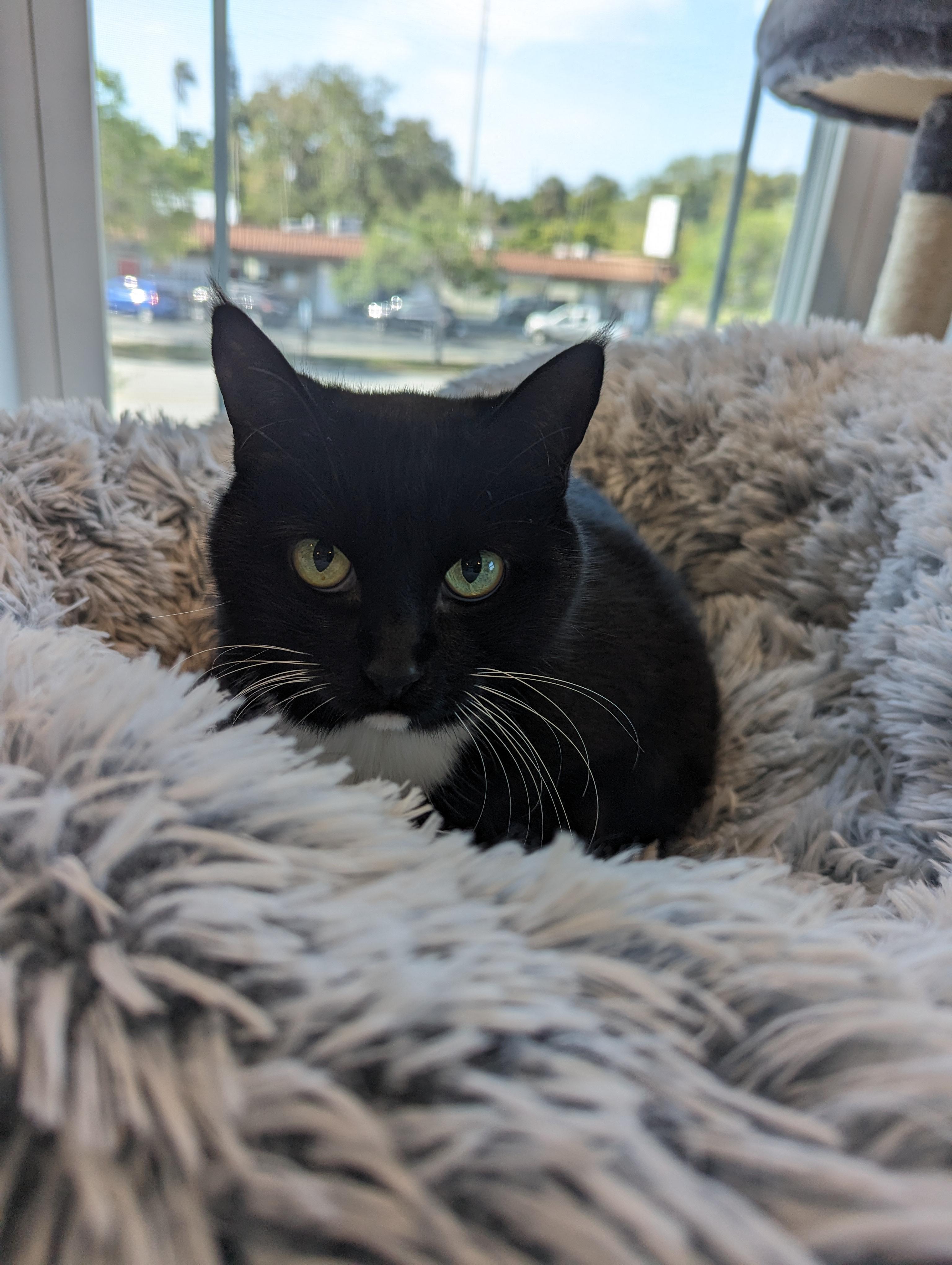 Enlarge Chibi, a Adoptable mixed breed in St Petersburg, FL image 4/6