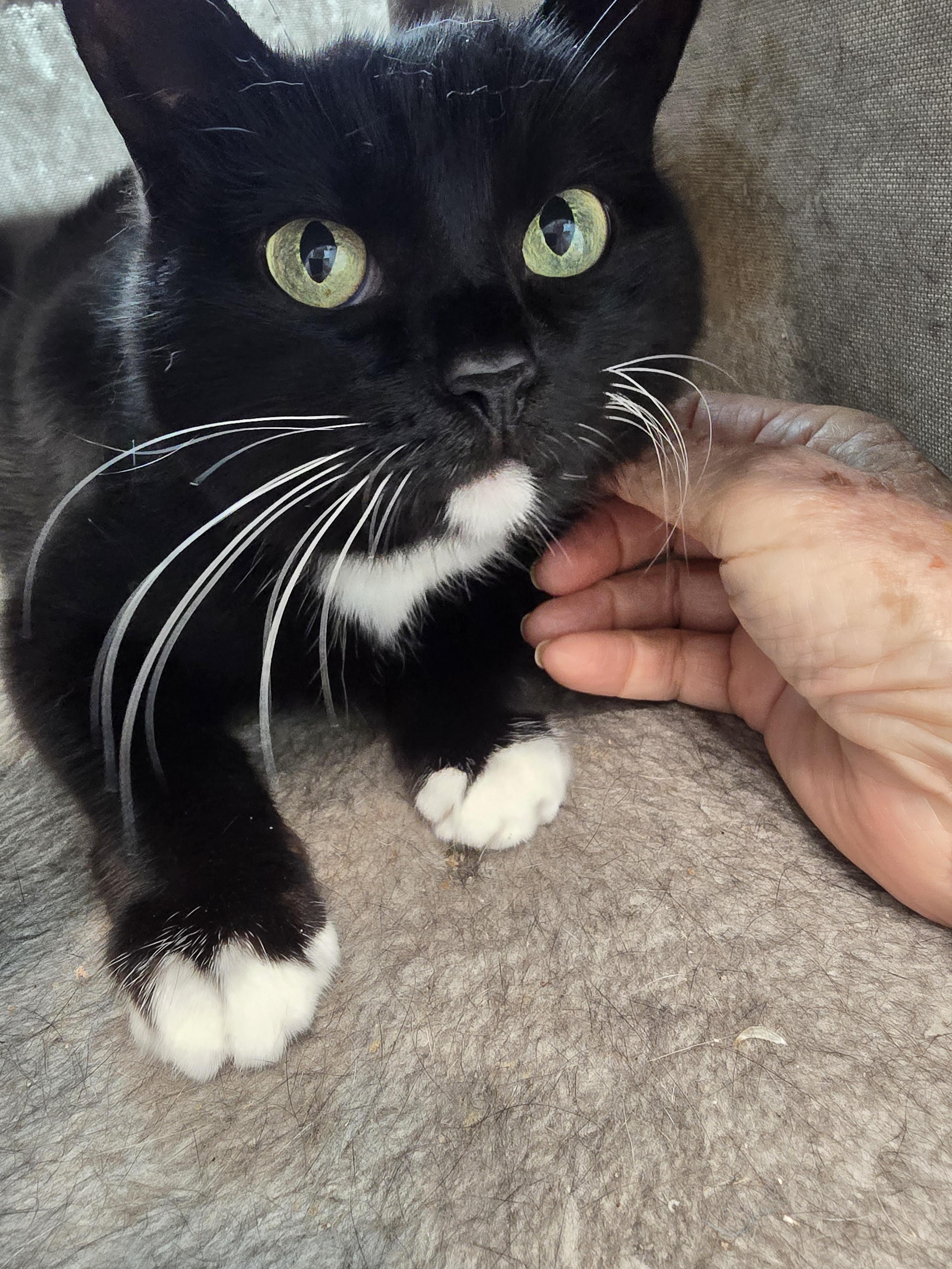 Enlarge Chibi, a Adoptable mixed breed in St Petersburg, FL image 5/5