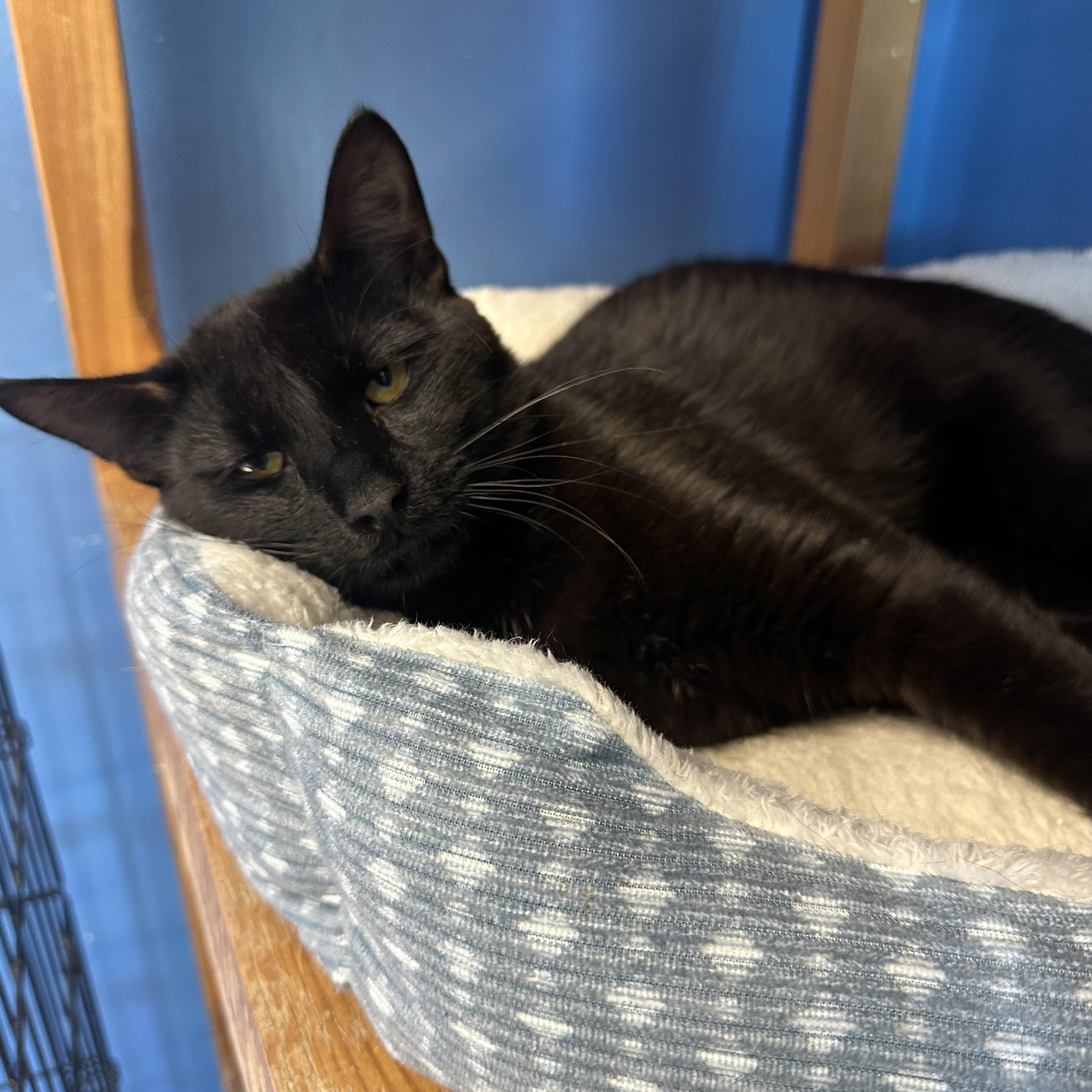 Alhambra, a Adoptable Domestic Short Hair in Brookings, SD image 2/2