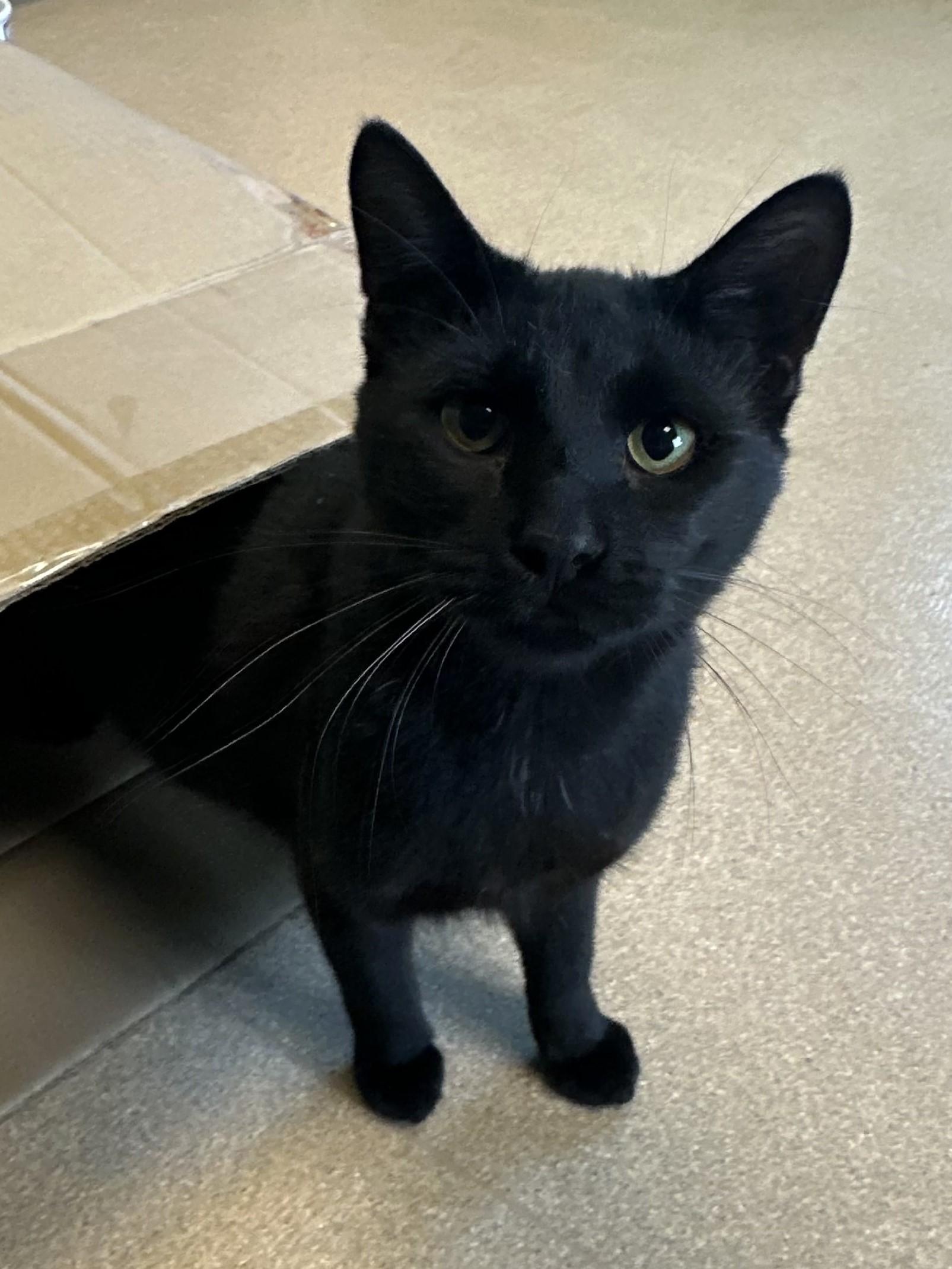 Alhambra, a Adoptable Domestic Short Hair in Brookings, SD image 1/2