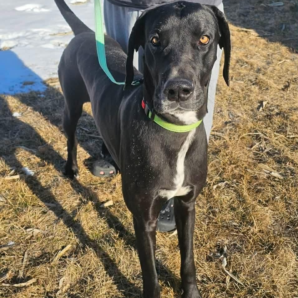 Enlarge Hulk , an adopted Great Dane in Geneseo , IL image 2/3
