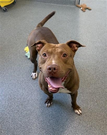 RIFF, Adoptable, Adult Male Pit Bull Terrier.