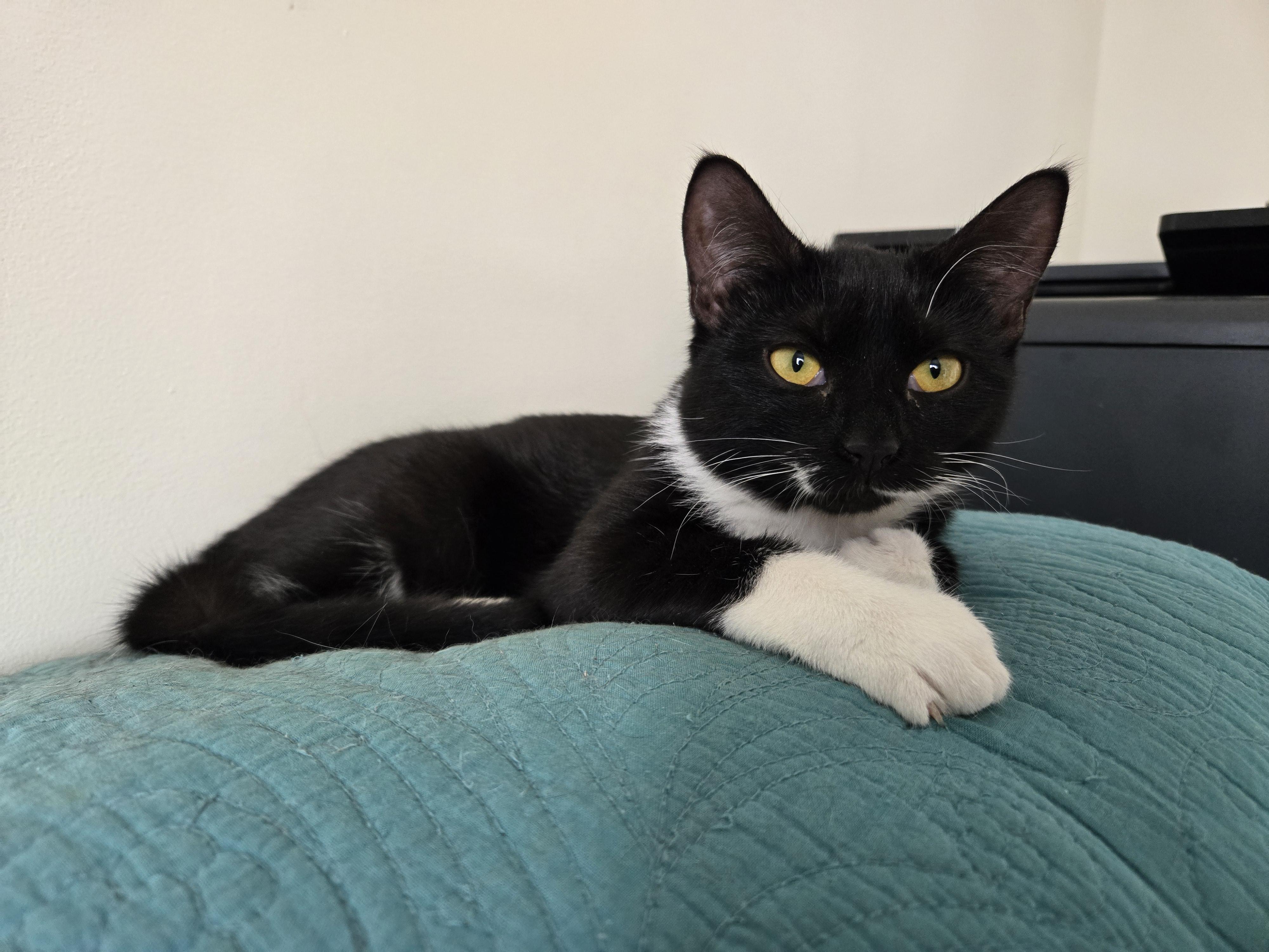 Kizzi, ADOPTABLE, Young Female Domestic Medium Hair.