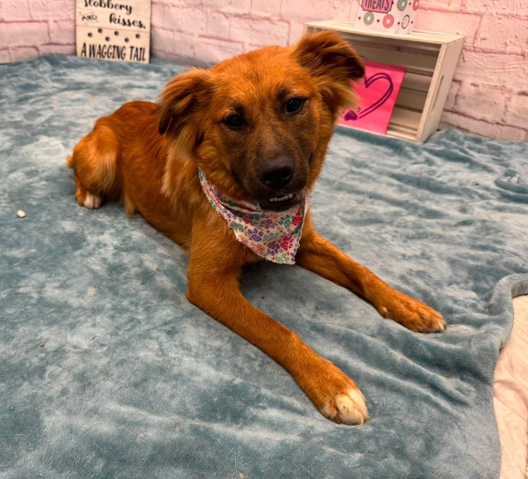 Priscilla, an adopted mixed breed in Oxford, MI image 2/4