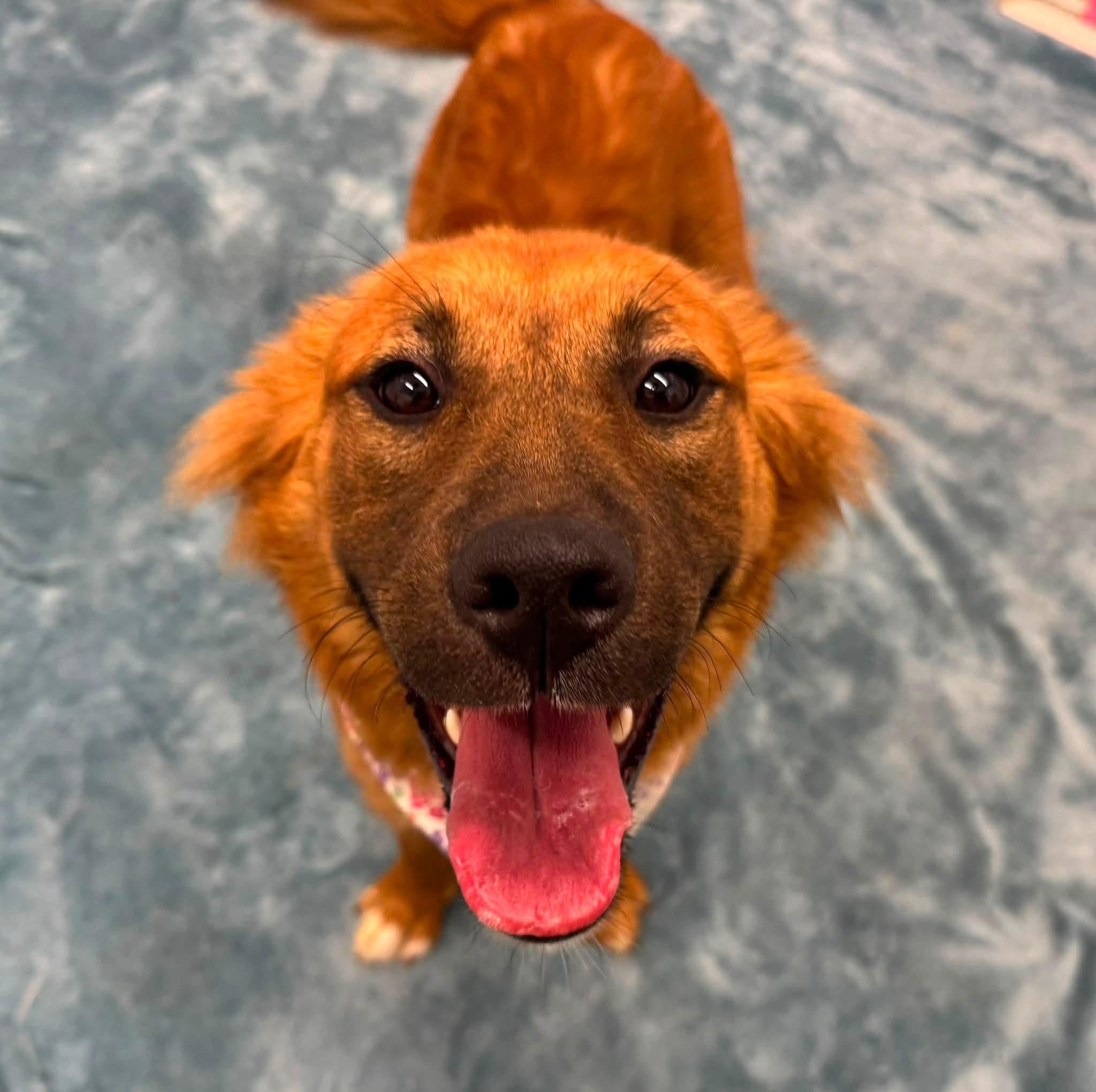 Priscilla, an adopted mixed breed in Oxford, MI image 3/4